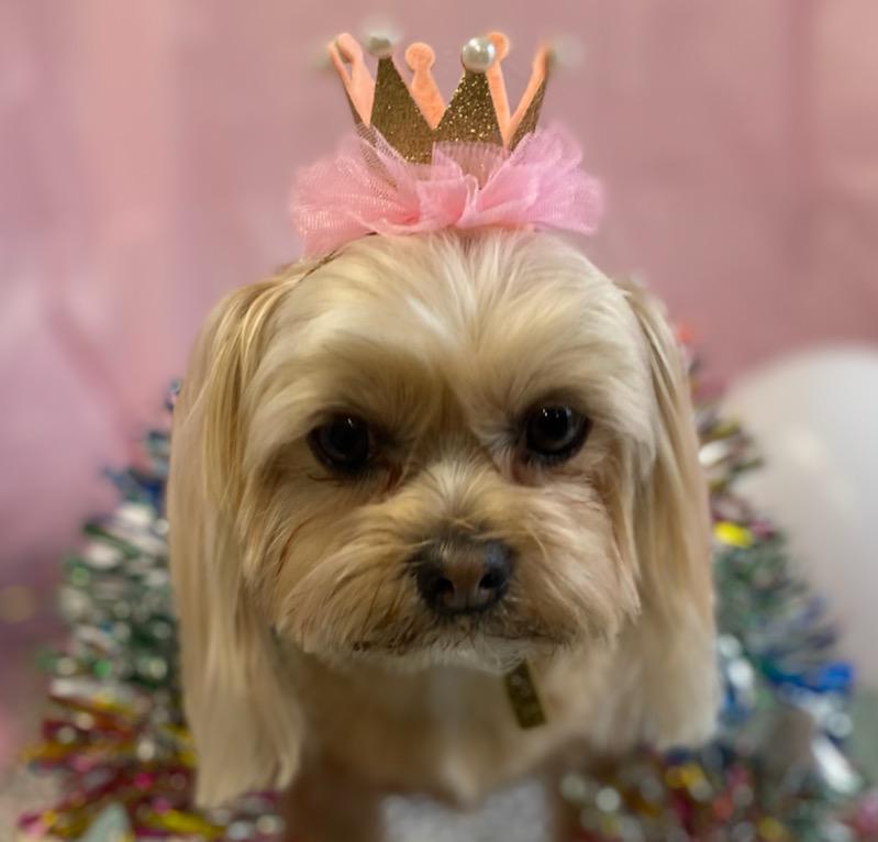 Sittin' Pretty Pet Salon Stafford