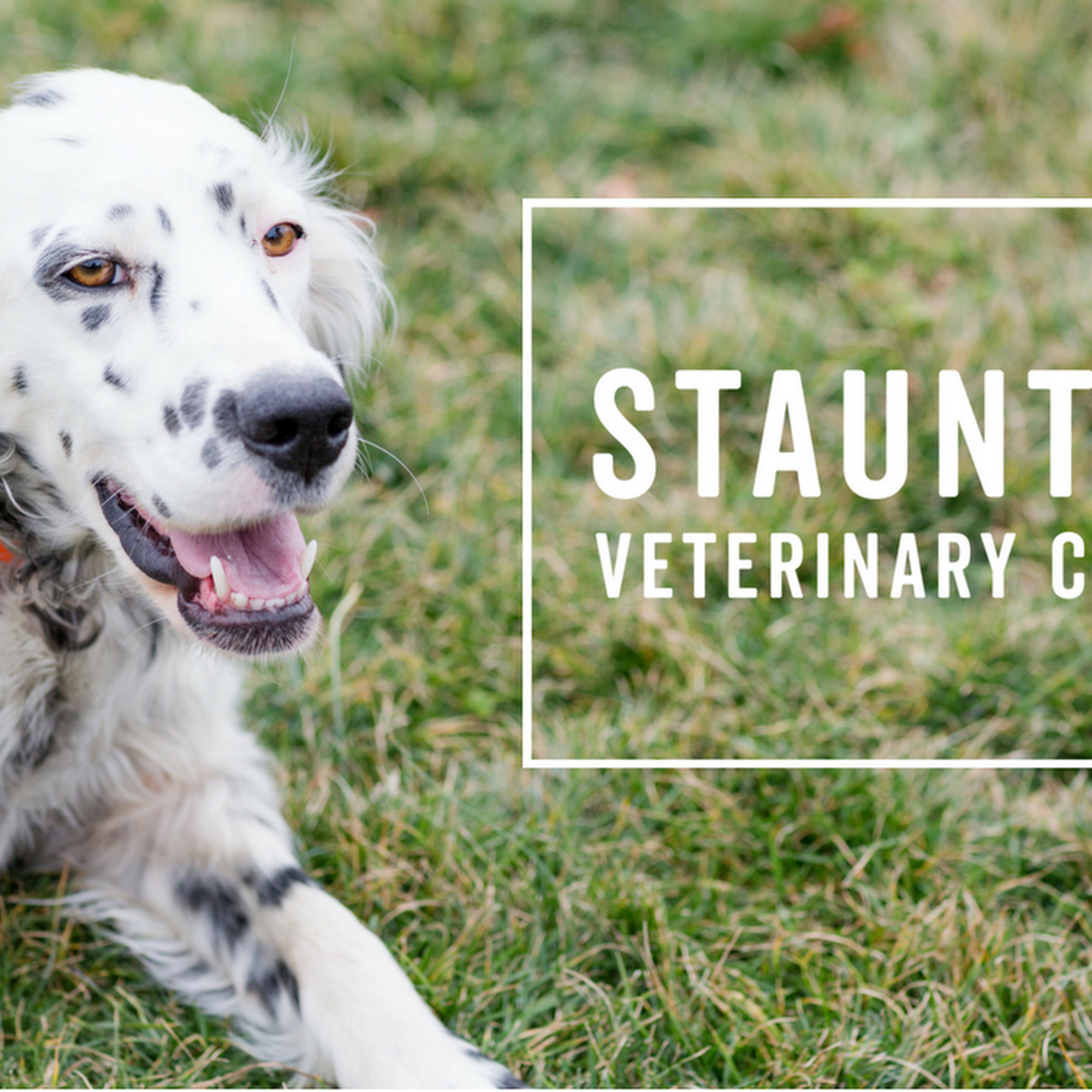 Staunton Veterinary Clinic Staunton