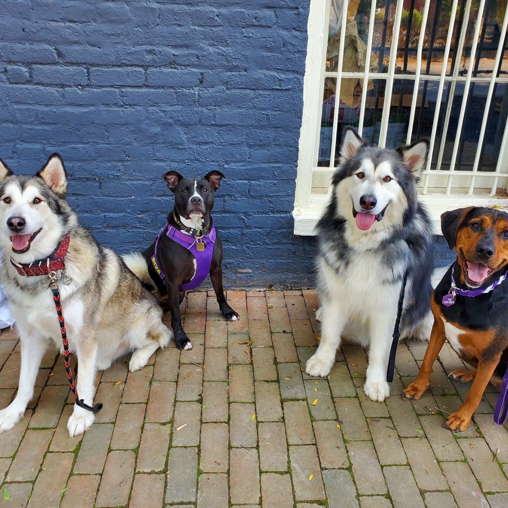 The Well Balanced Paw Staunton