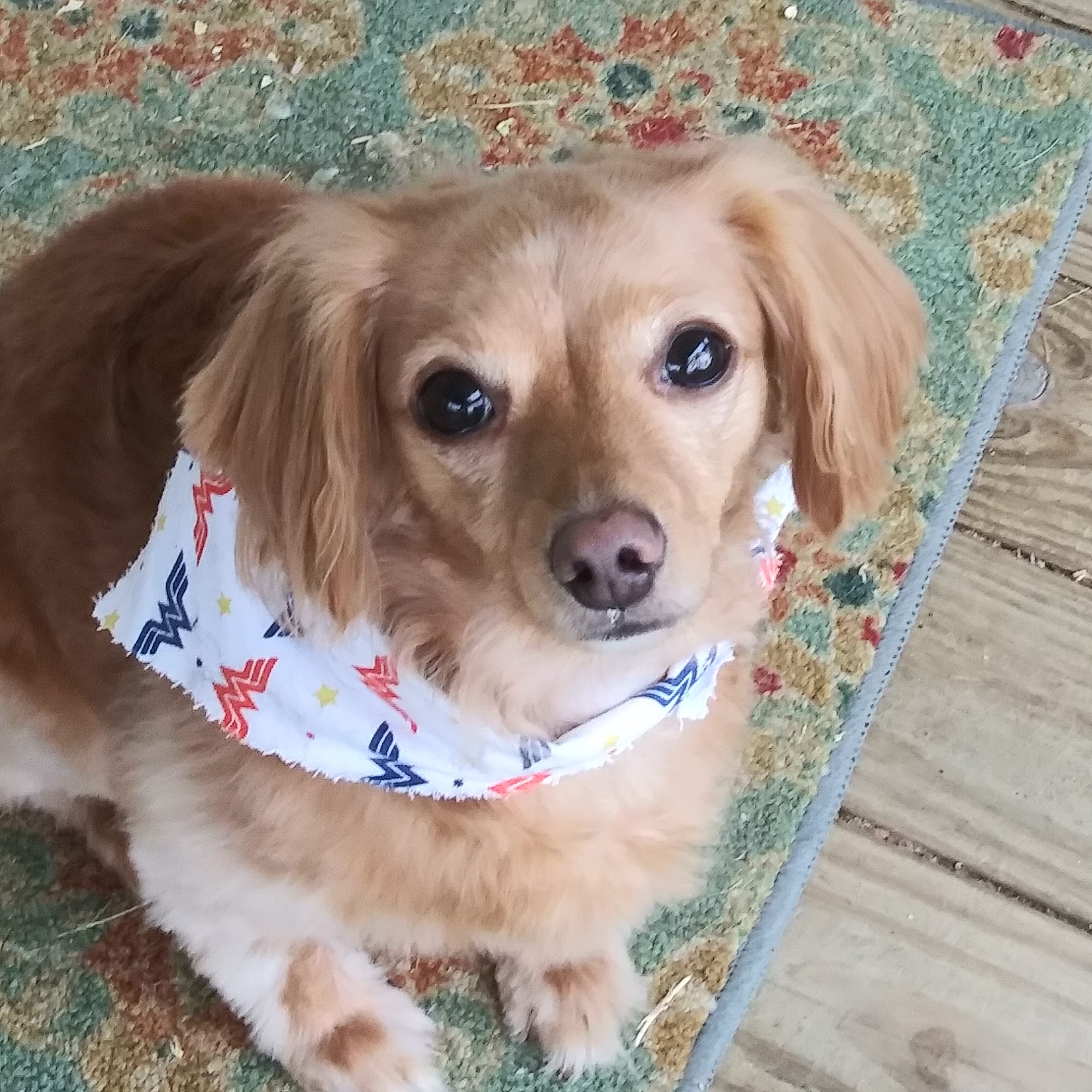 VIP Groomers Inc Staunton