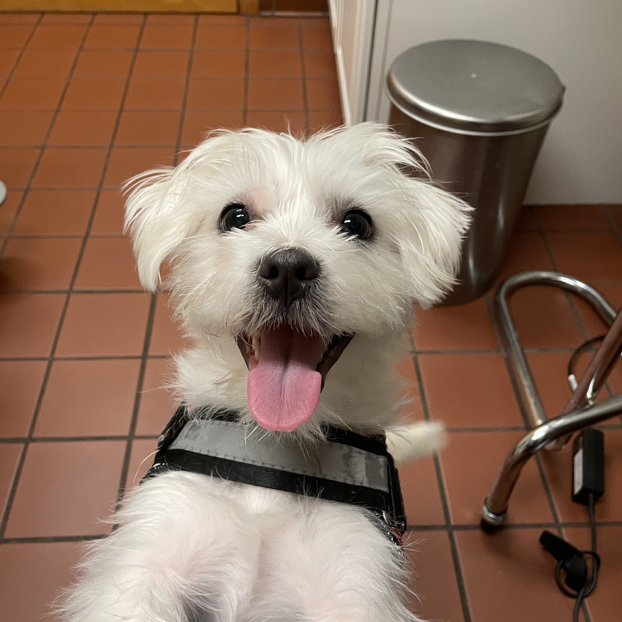 Newtown Veterinary Clinic Stephens City