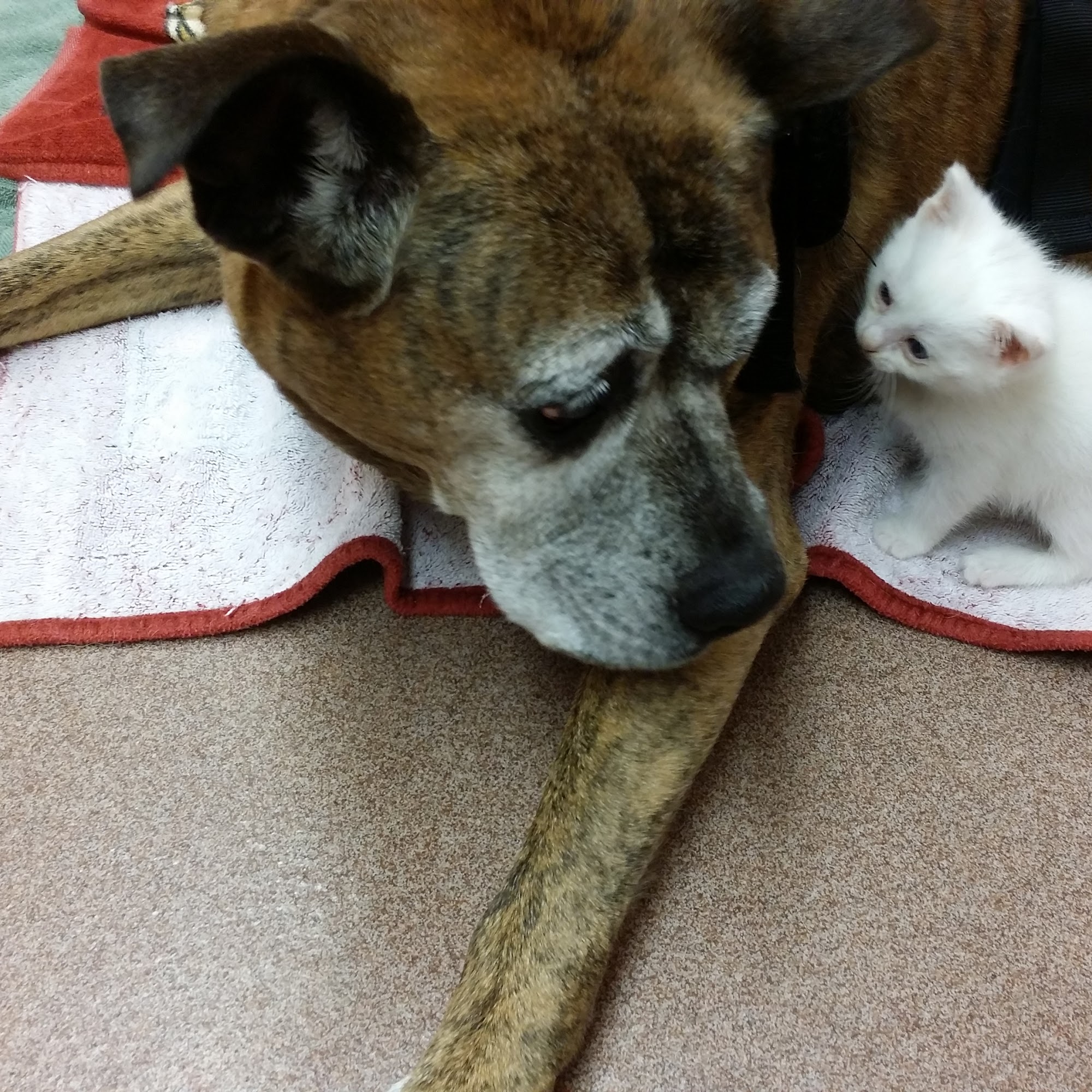 Animal Medical Center of Frederick County Stephens City