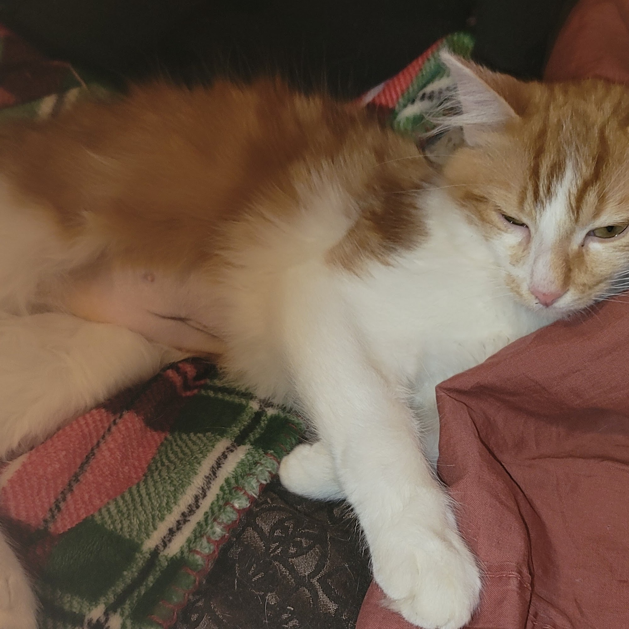 Pet Neuter Clinic Stephens City