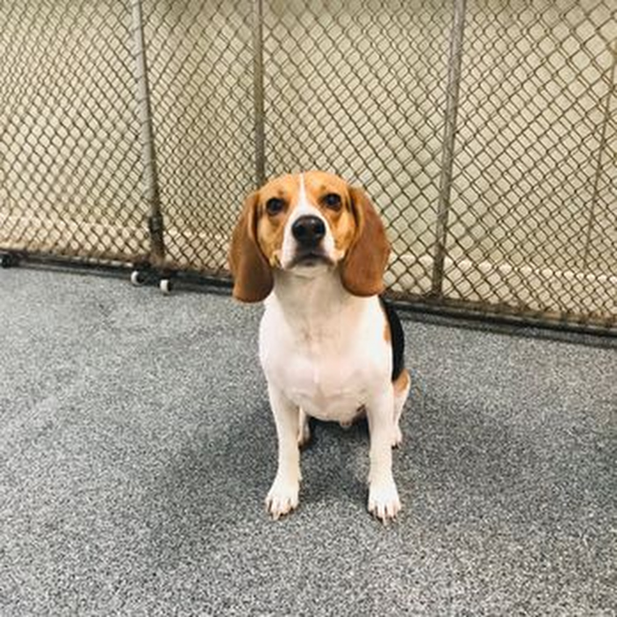 The Animals House Sterling