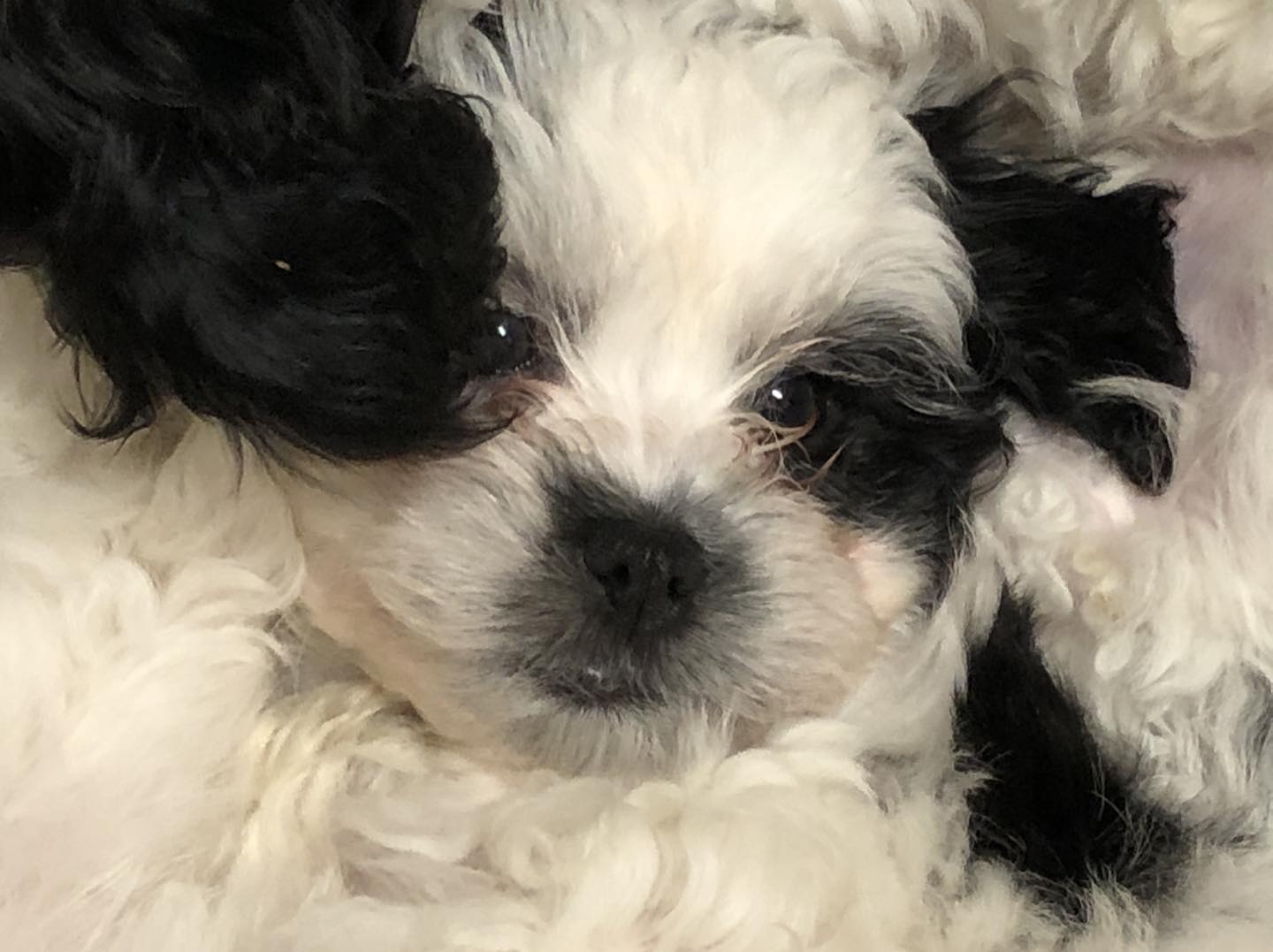 Dulles Pets Hotel & Daycare Sterling