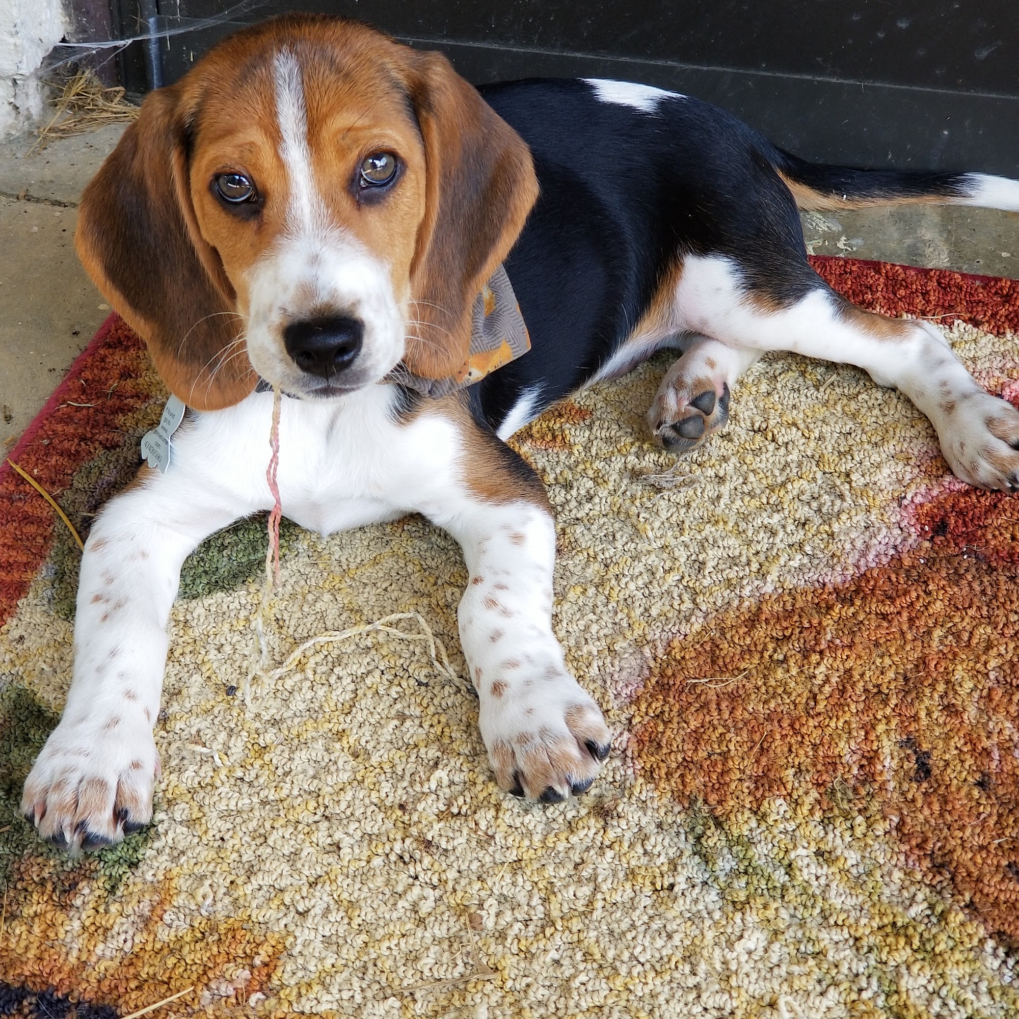 Shenandoah Animal Hospital Strasburg