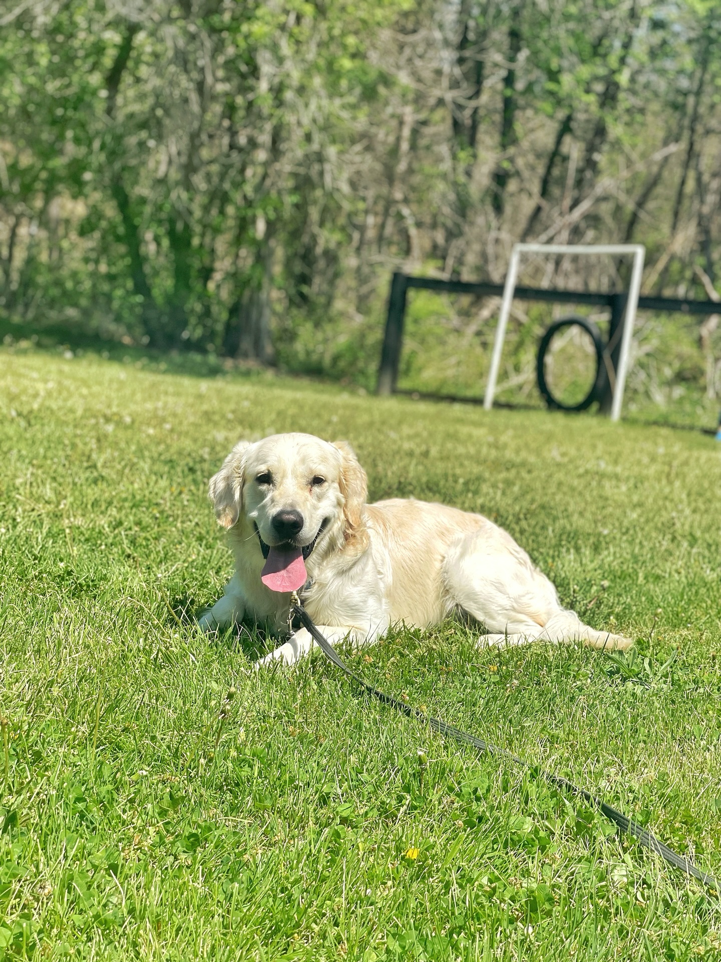 Cbowdens Valley Dog School Strasburg