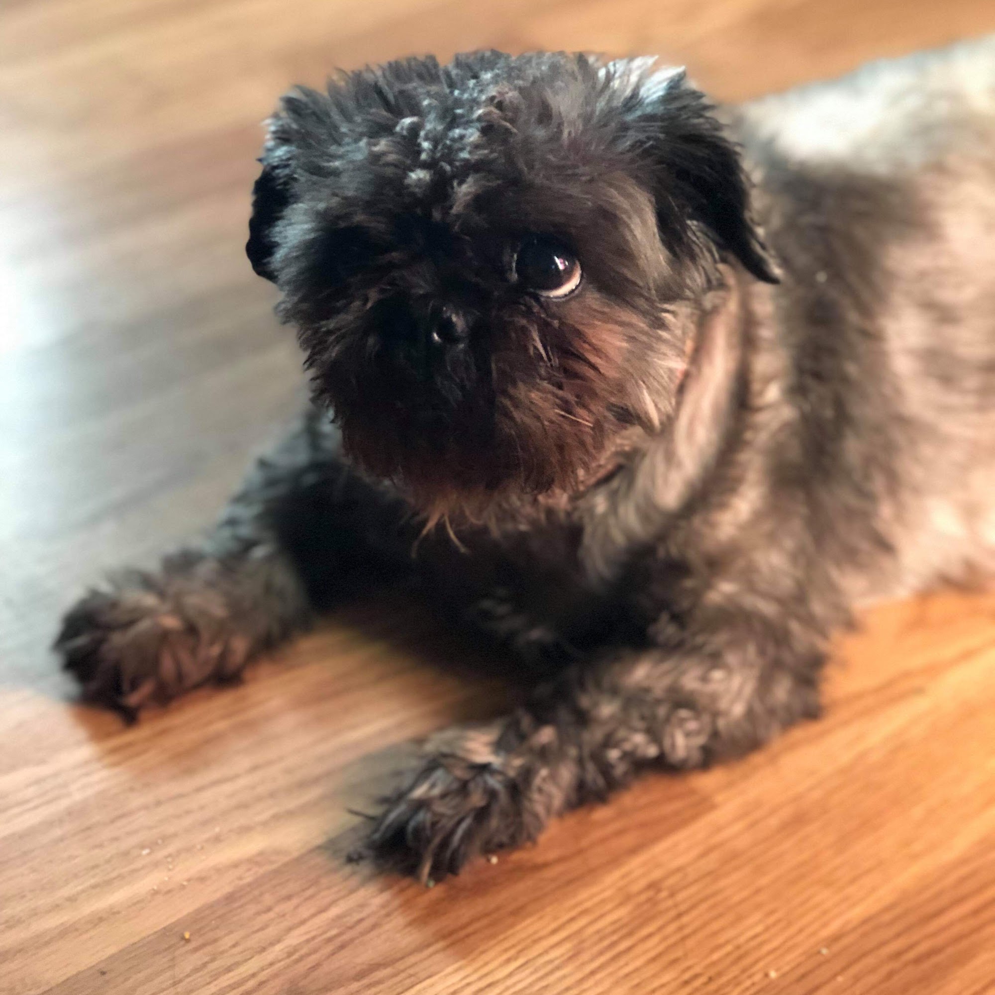 Animal Clinic Stuart