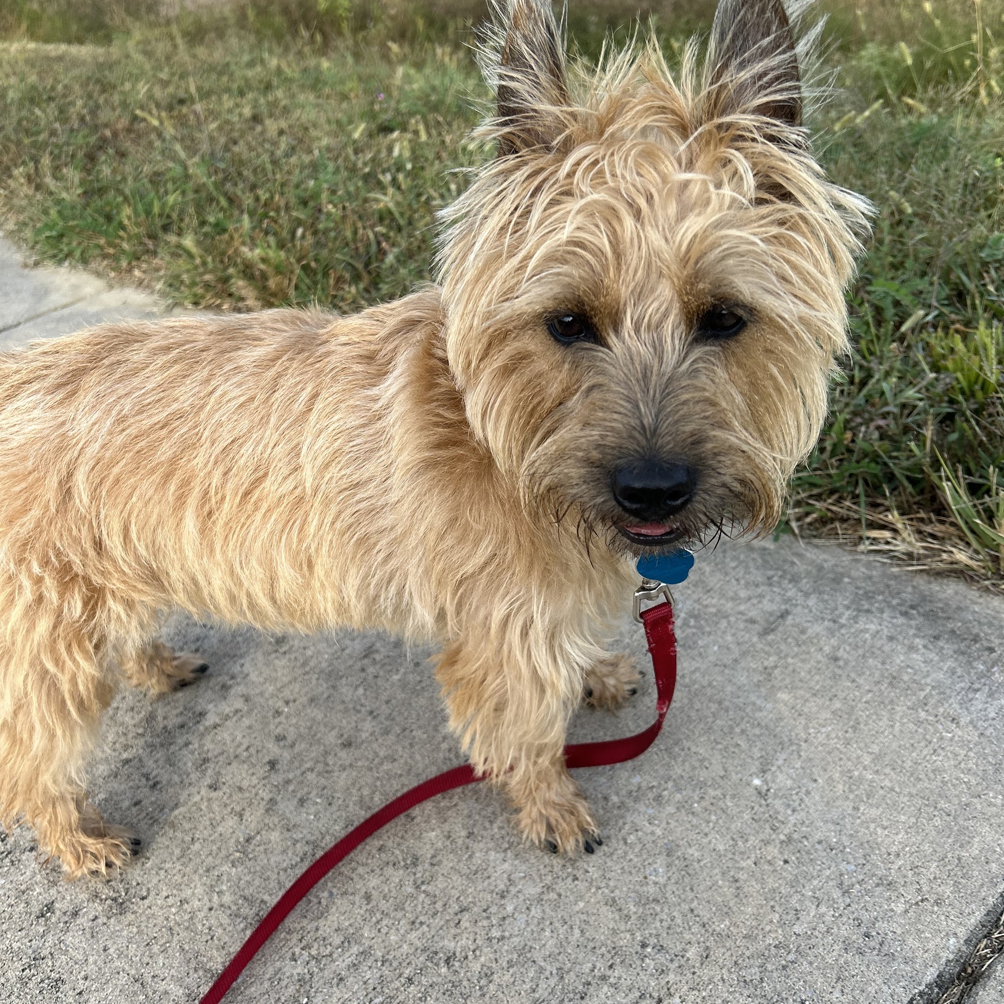 Clair Park Animal Hospital Stuarts Draft