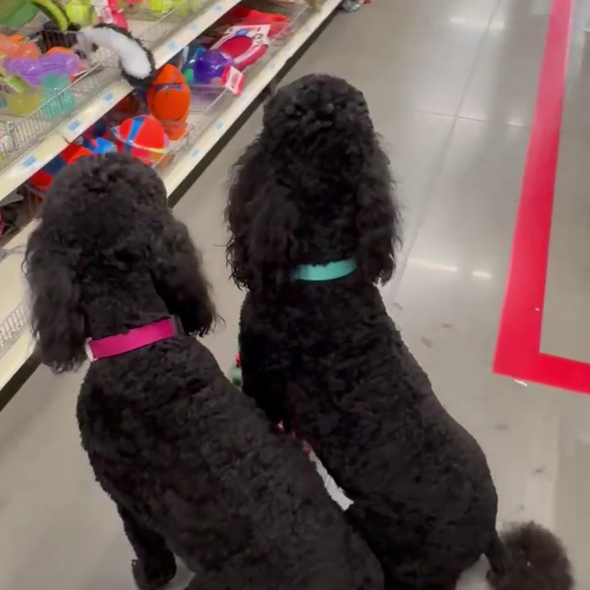 Auburn Leach K9 Academy Stuarts Draft