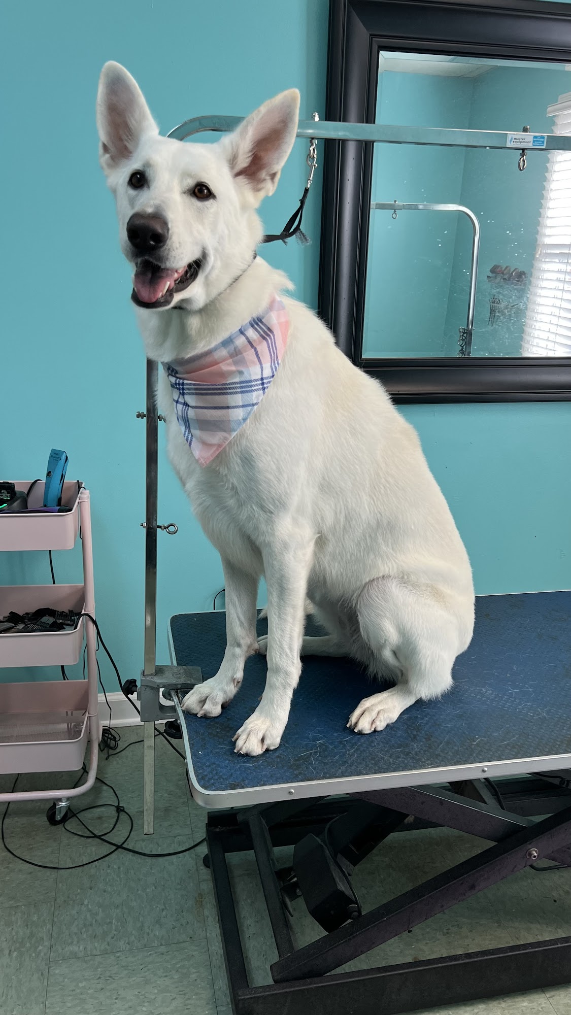 Le Paw Royale Pet Grooming Suffolk