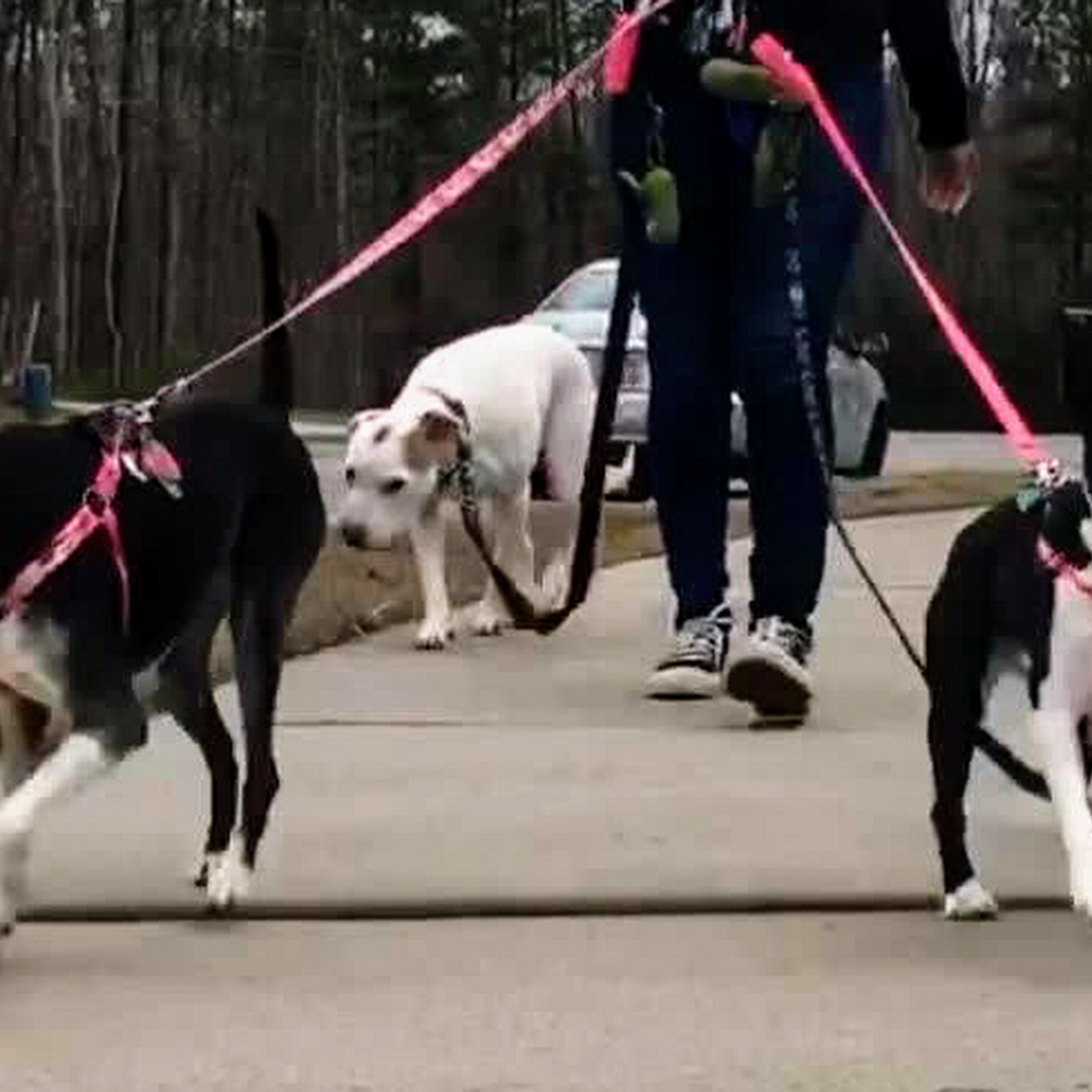 A Barking Good Time, LLC - Dog Walking & Boarding Services Suffolk