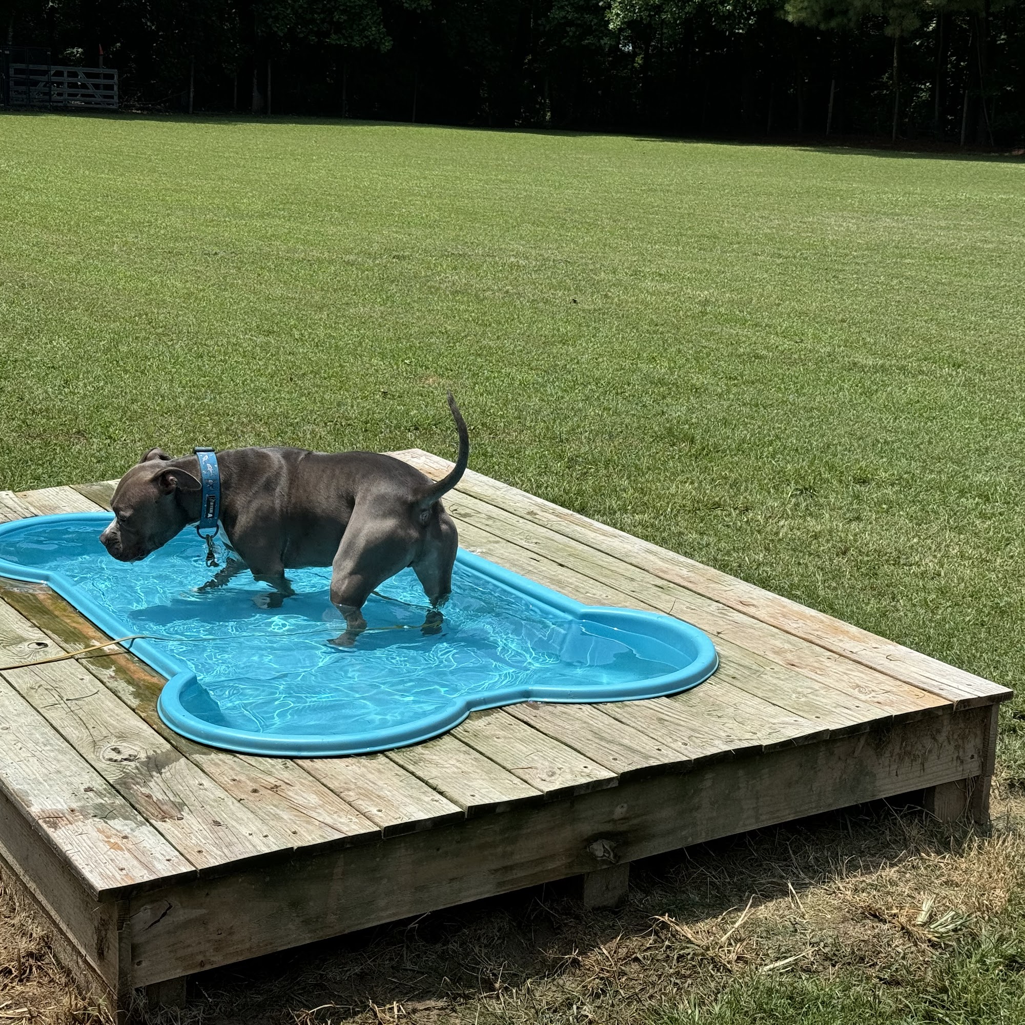 Endless Pawsibilities, LLC. Suffolk