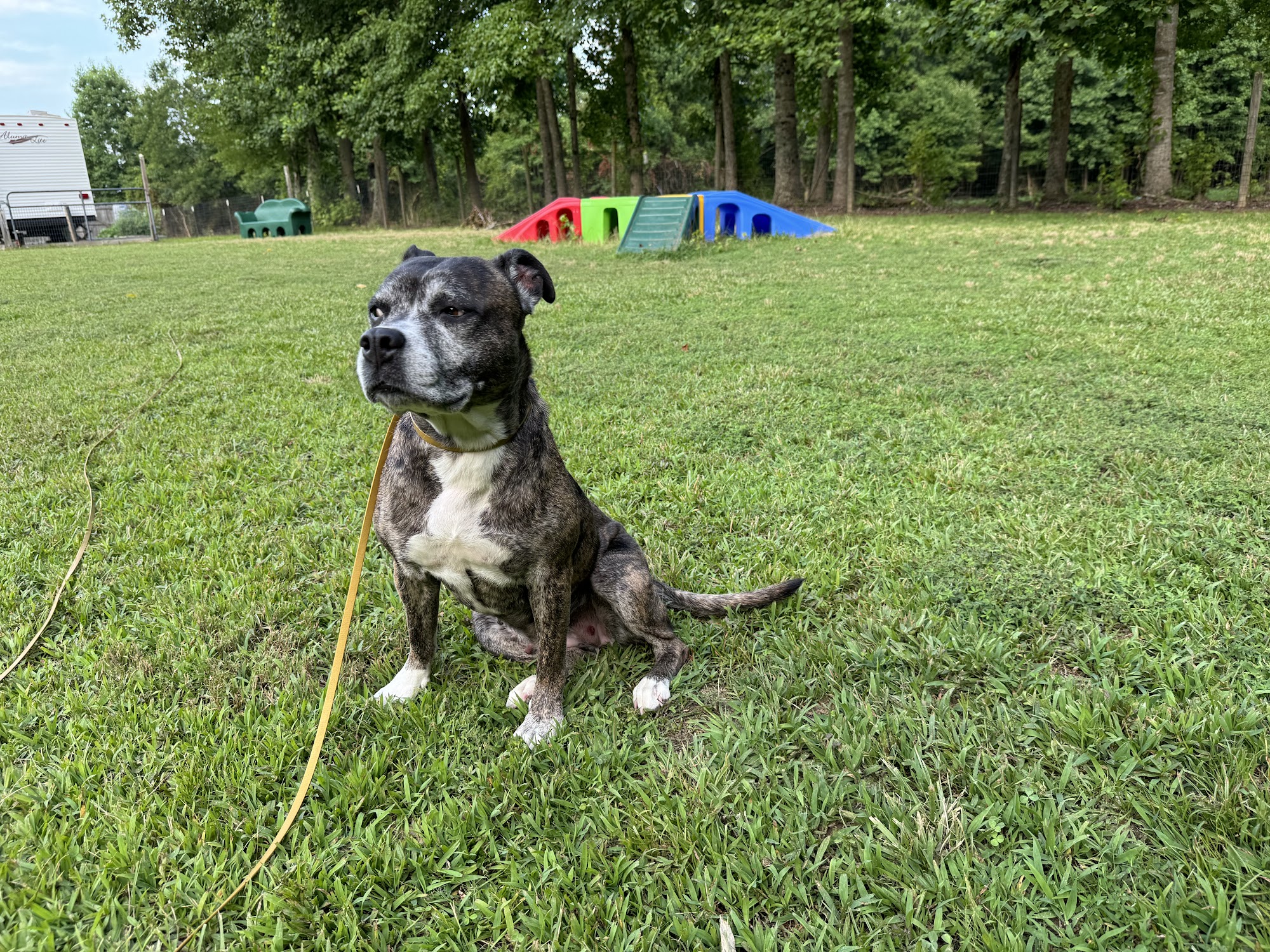 Endless Pawsibilities, LLC. Suffolk