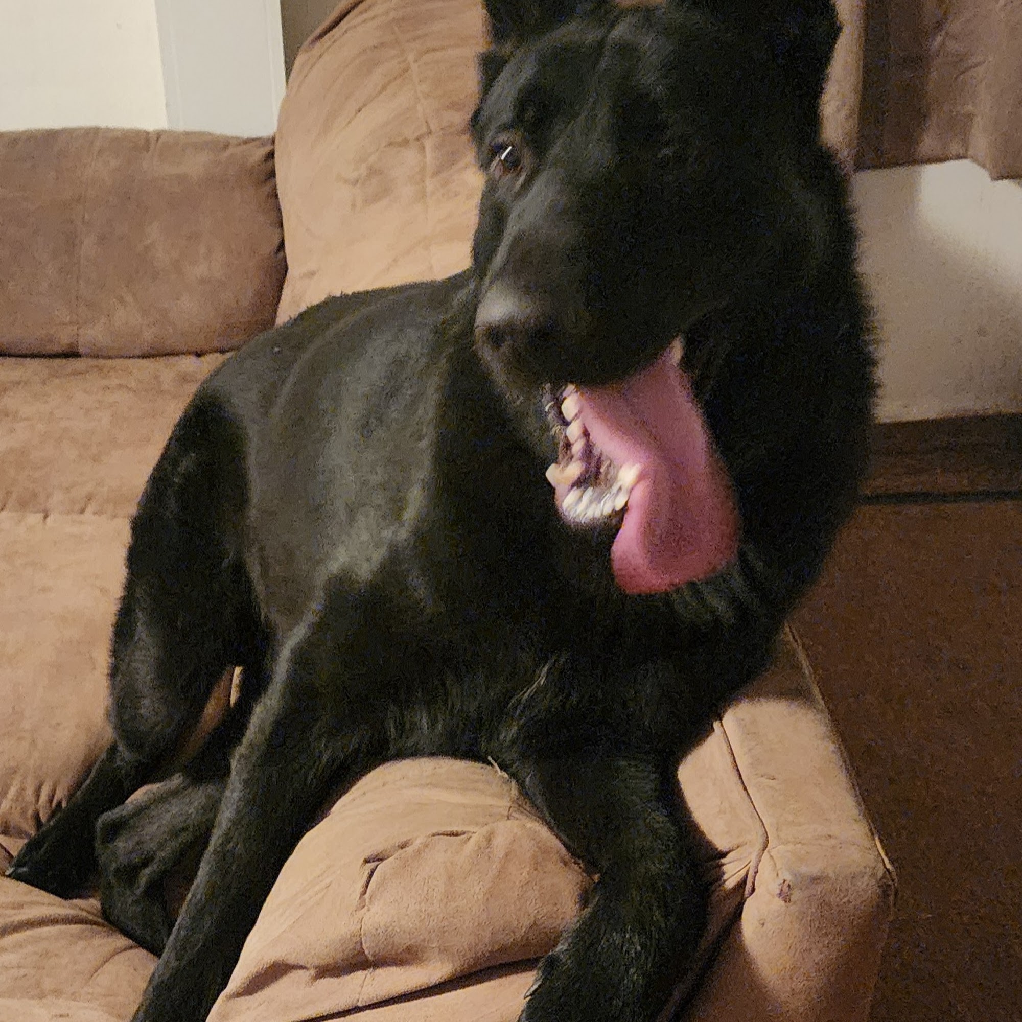 Crab Orchard Veterinary Services Tazewell