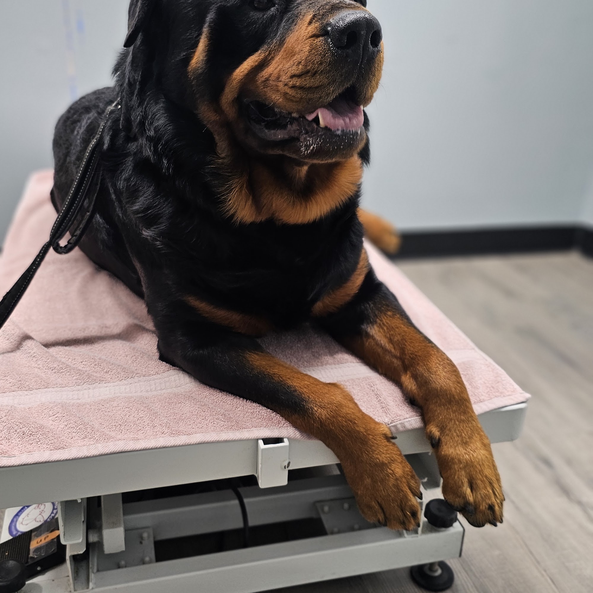 Agape Vet Clinic The Plains