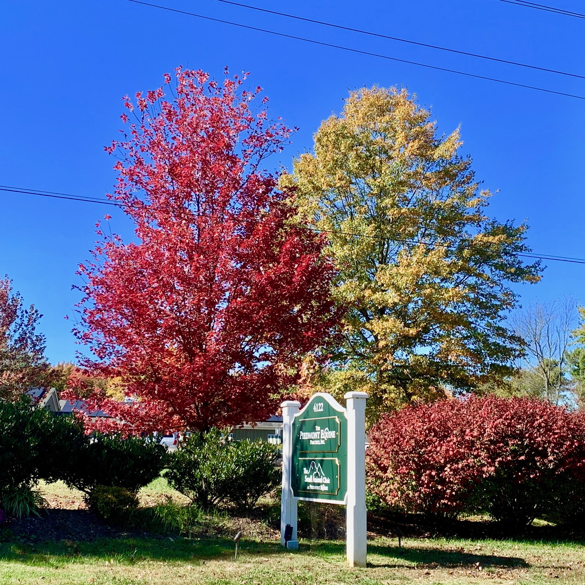 Piedmont Equine Practice The Plains