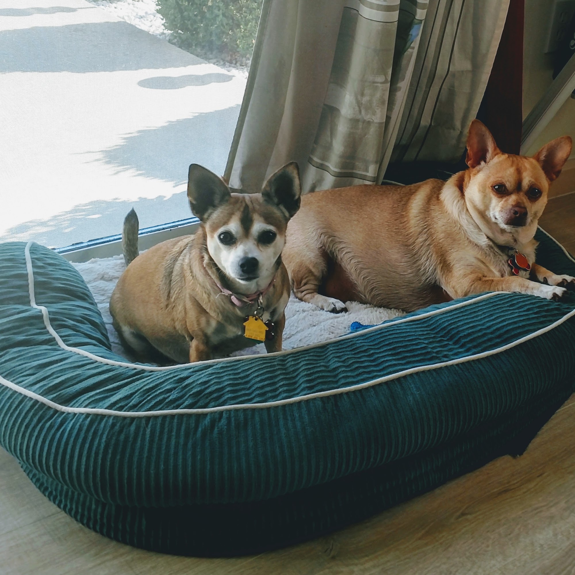 North Fork Veterinary Hospital Timberville