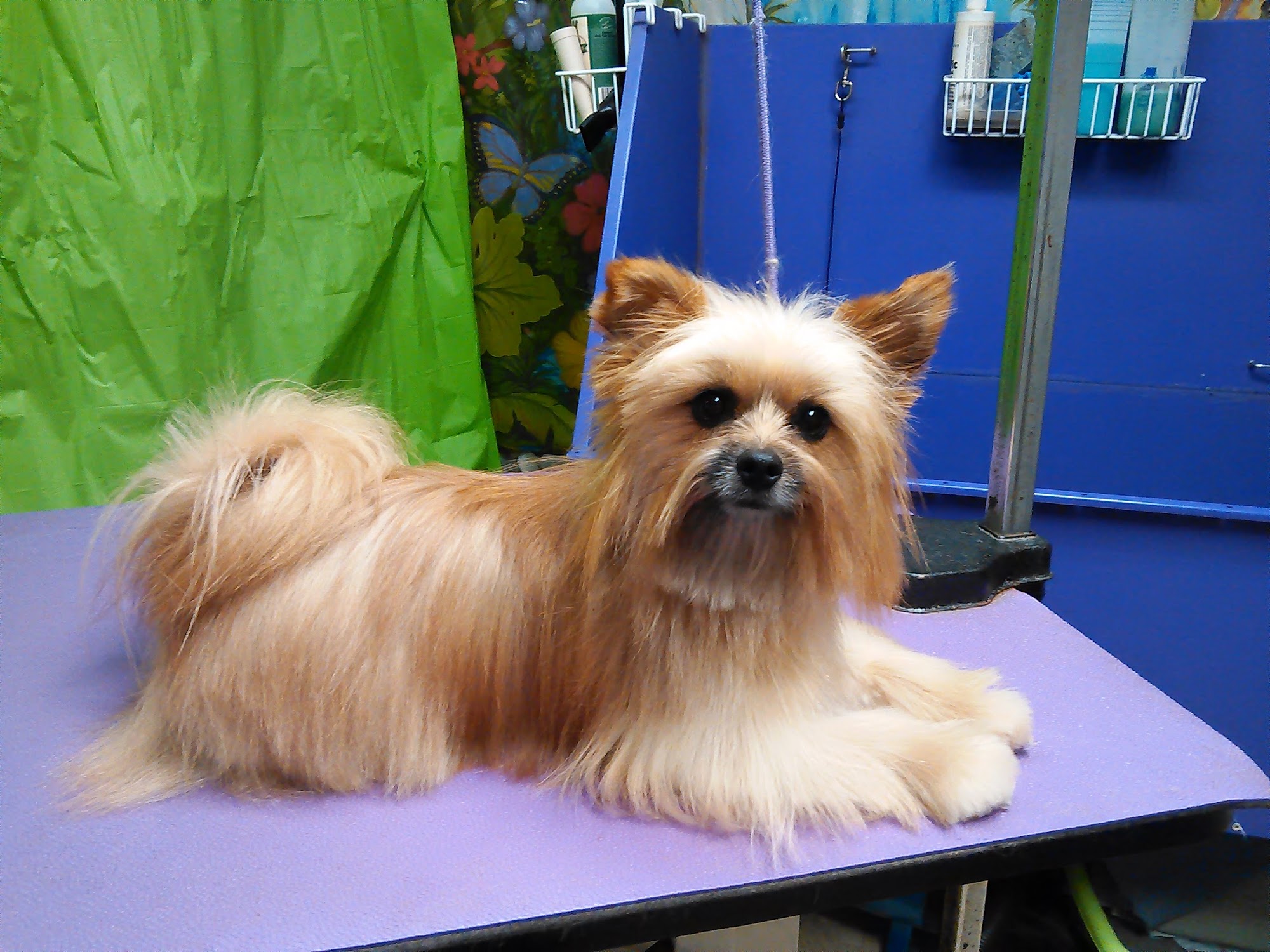 Monticello Grooming Troy