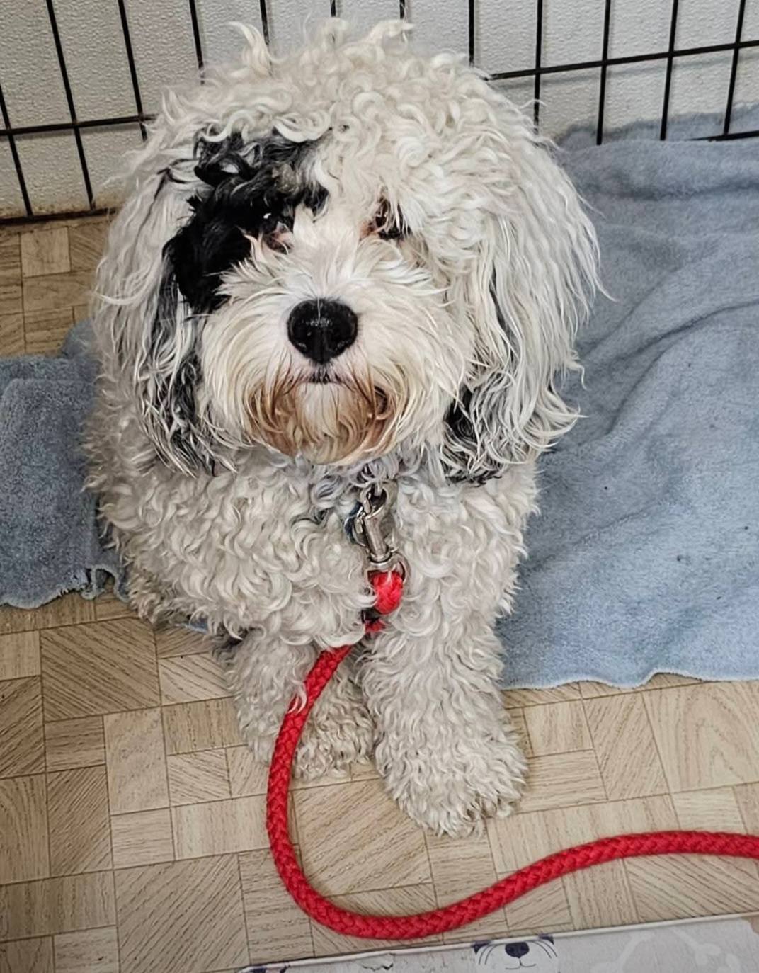 Monticello Grooming Troy