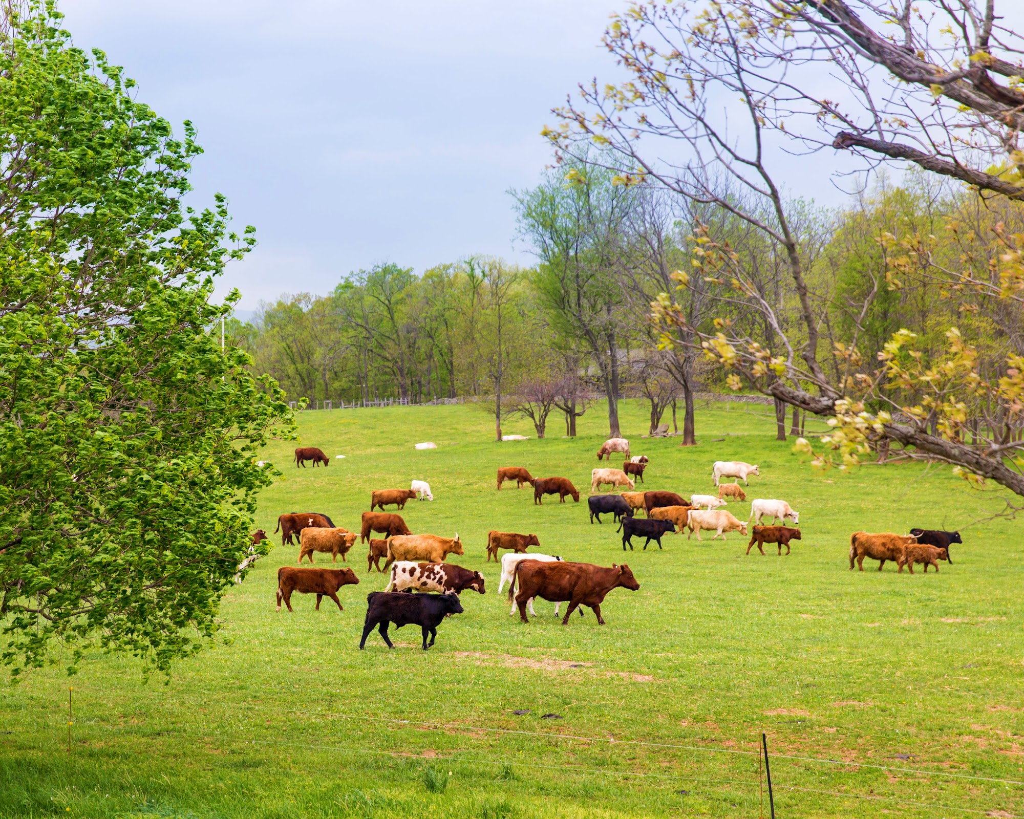 Ayrshire Farm Upperville