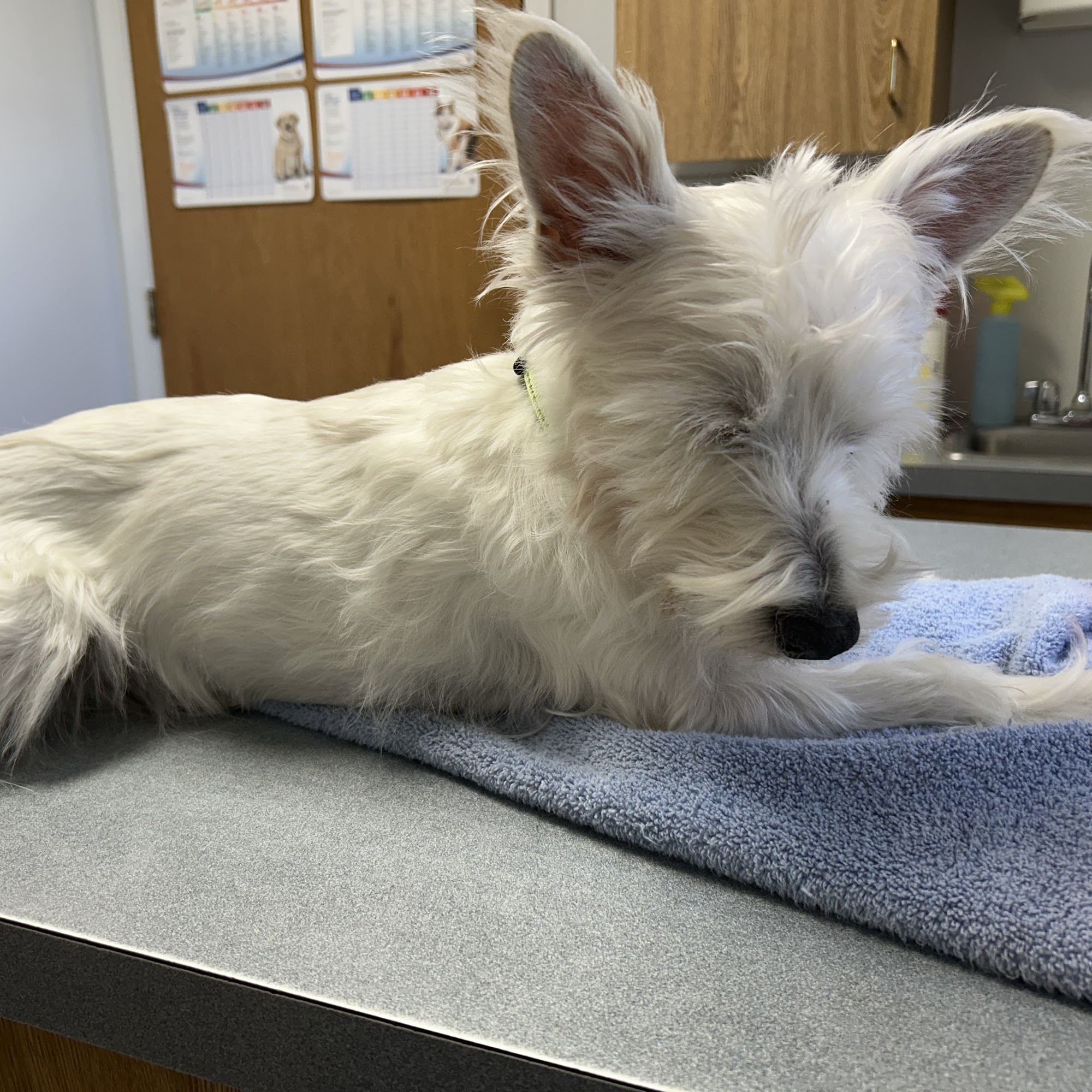 Veterinary Emergency Services Verona