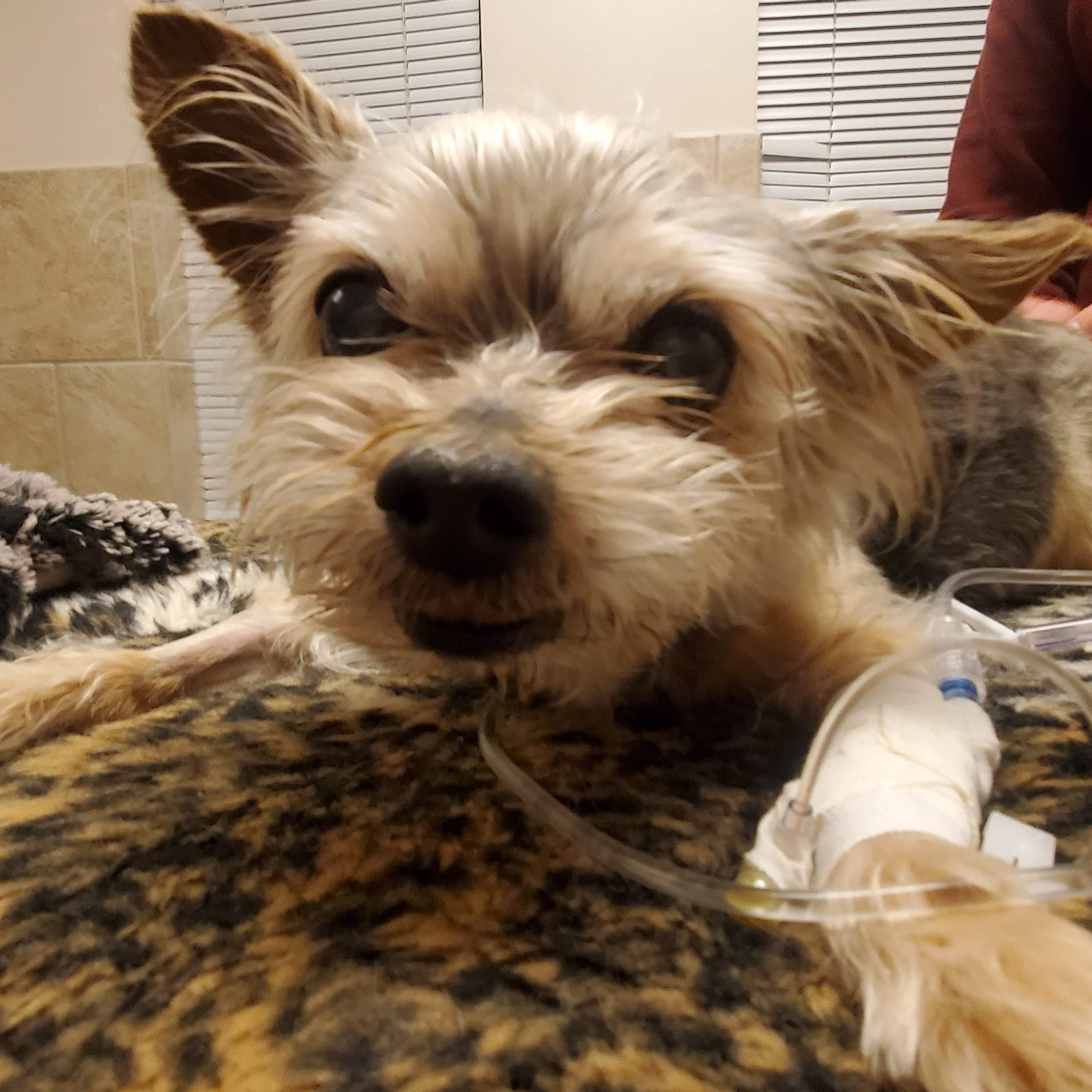 Hope Advanced Veterinary Center Vienna