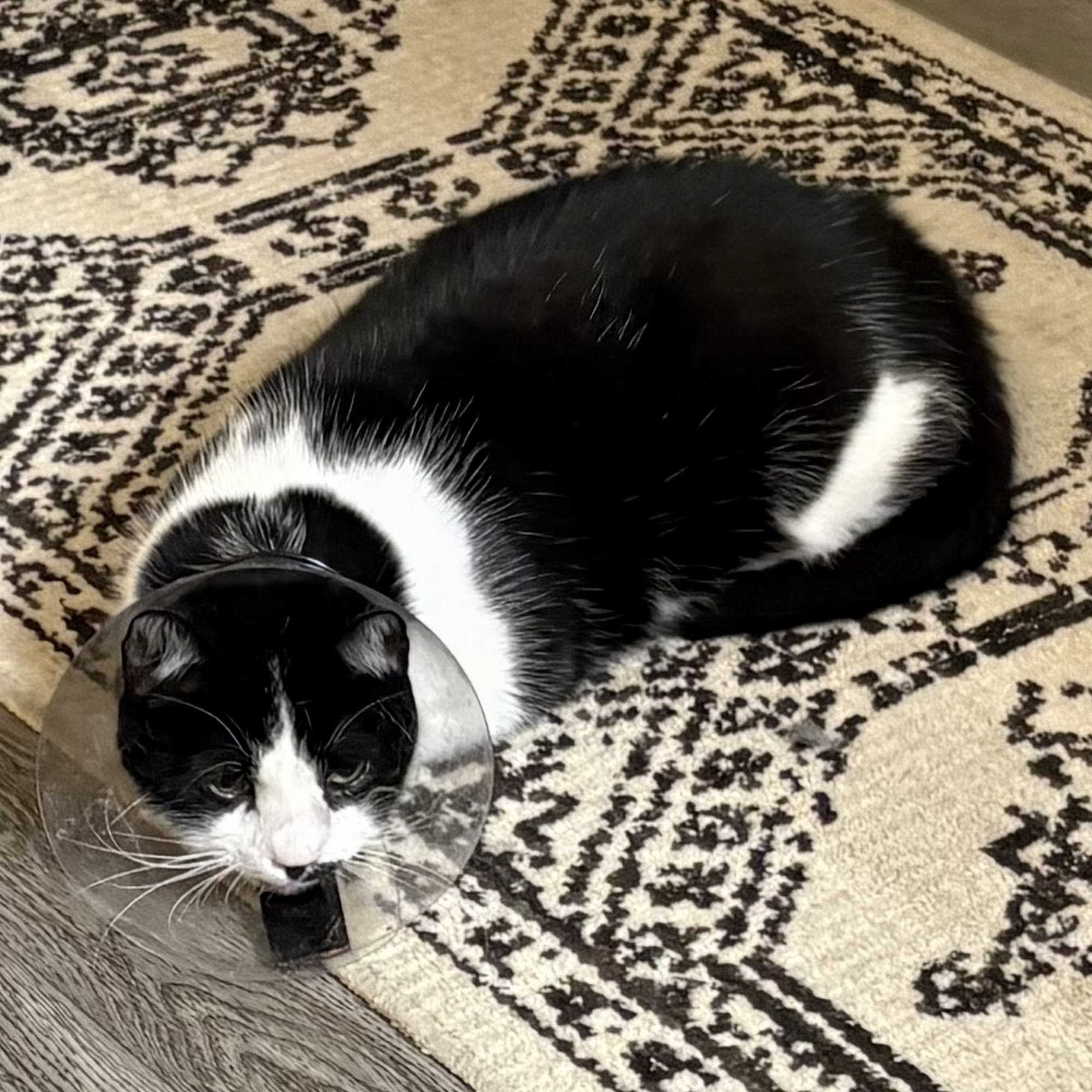 Animal Dental Clinic Vienna