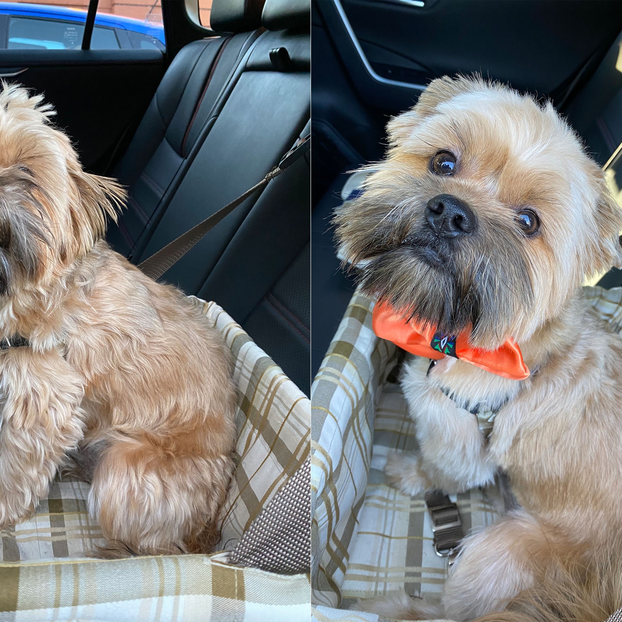 Horners Corner Pet Salon Vienna