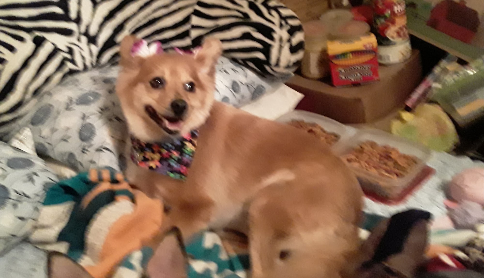 Jamie's Dog Grooming Salon Vinton