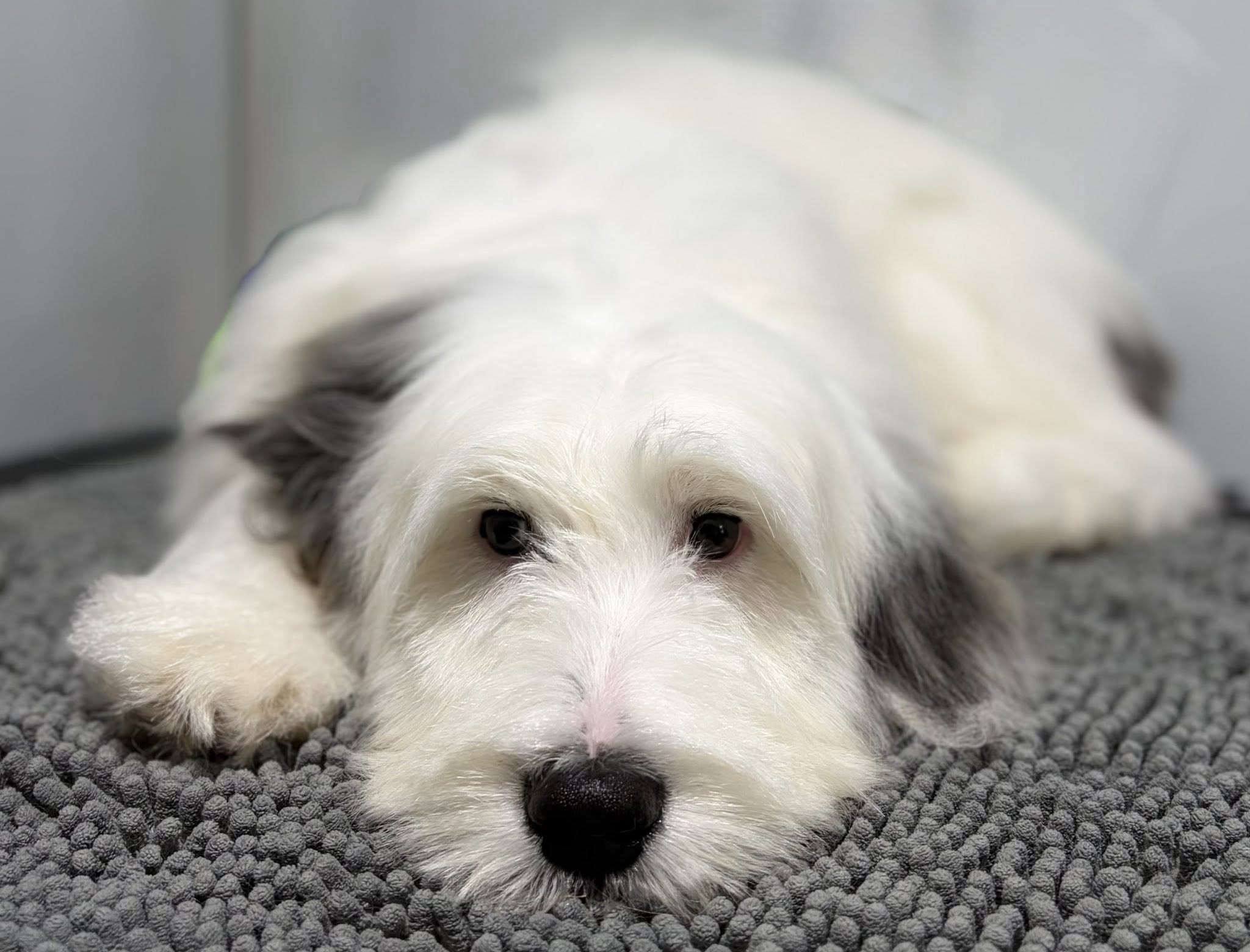 Pretty Paws Dog & Cat Grooming Salon, LLC Vinton