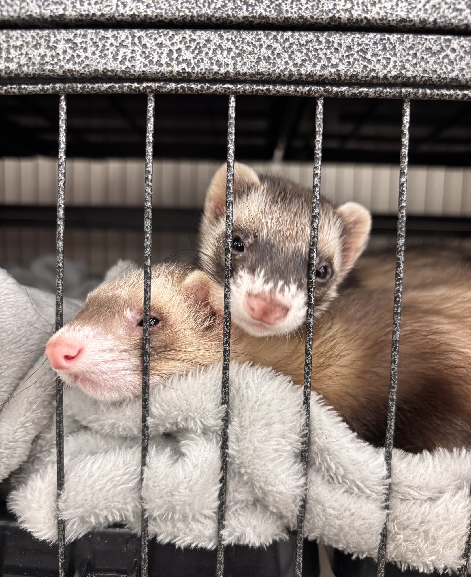 Pet Supplies Plus Virginia Beach Virginia Beach