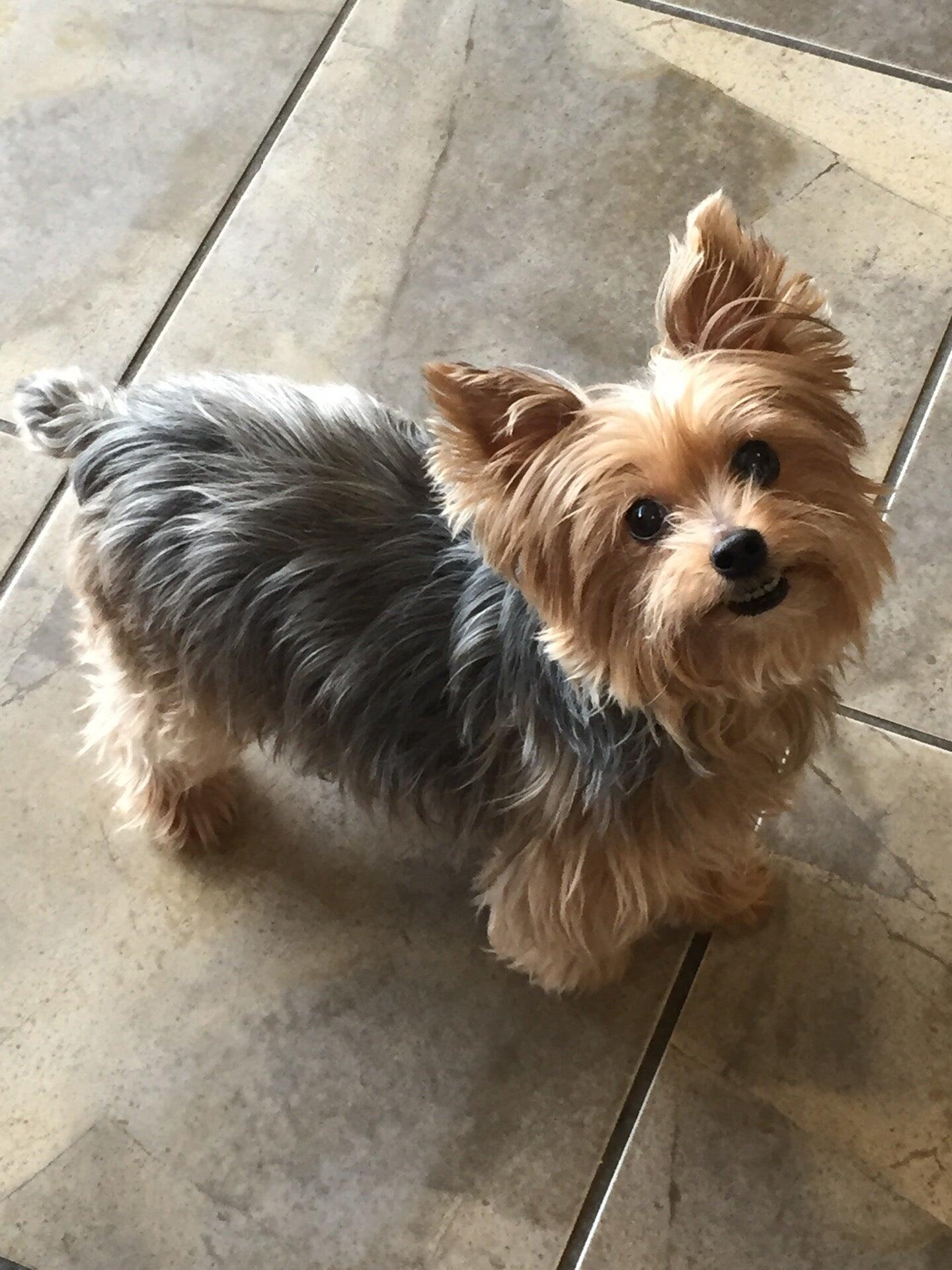 Preppie Pooch Virginia Beach
