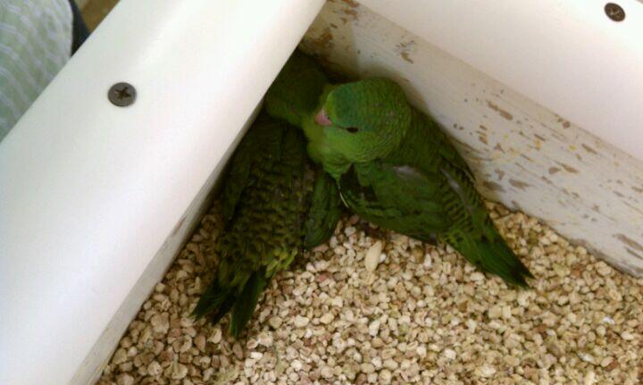 Pet Paradise Virginia Beach