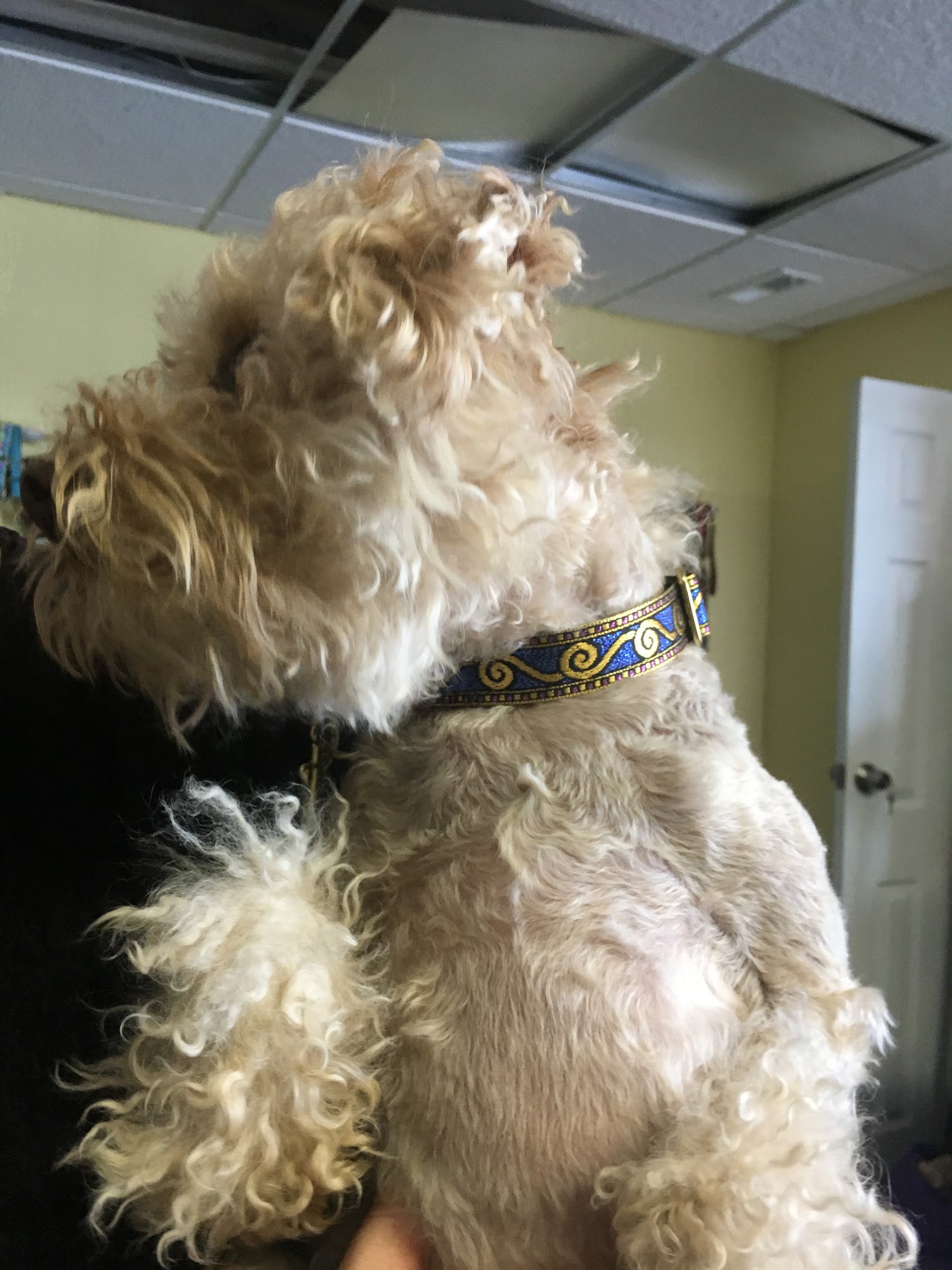 Mrs. Bones Dog Collars Virginia Beach