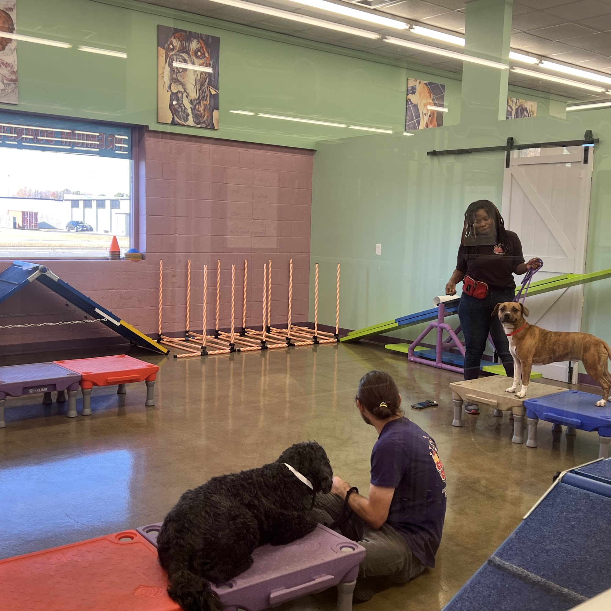 Cosmo's Corner Doggie Day Care Virginia Beach