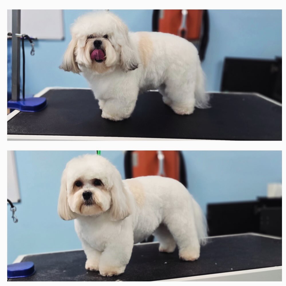 Muddy Buddy - Pet Wash & Grooming Virginia Beach