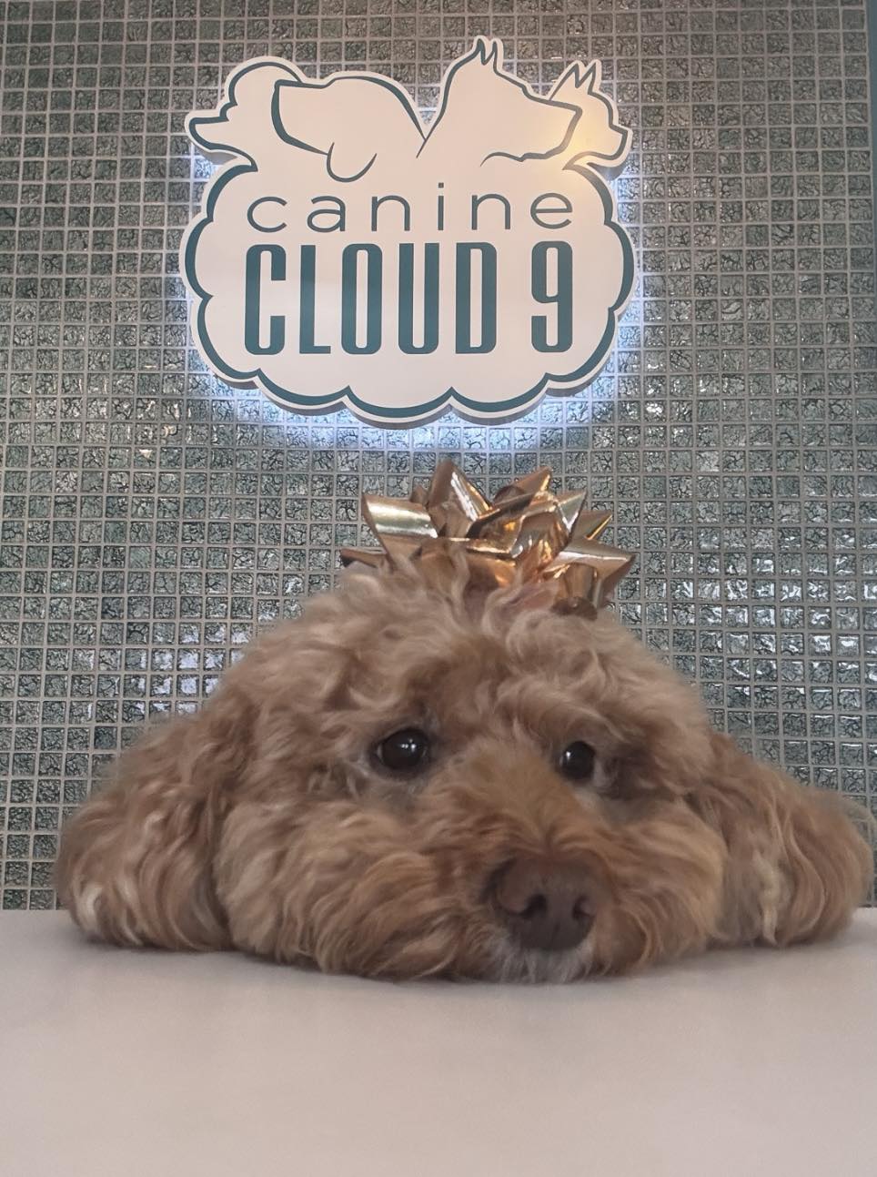 Canine Cloud 9 Virginia Beach