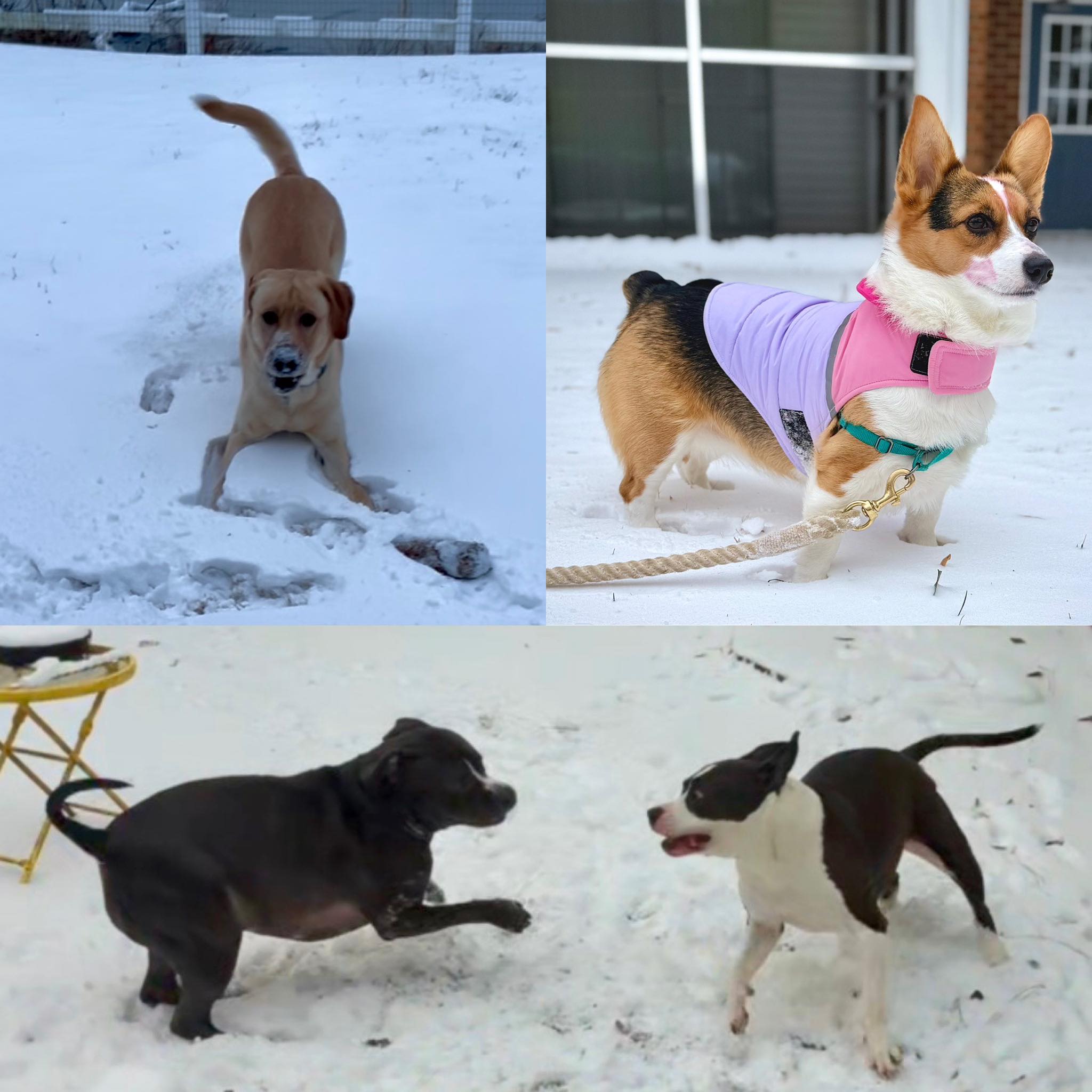 Acredale Animal Hospital Virginia Beach