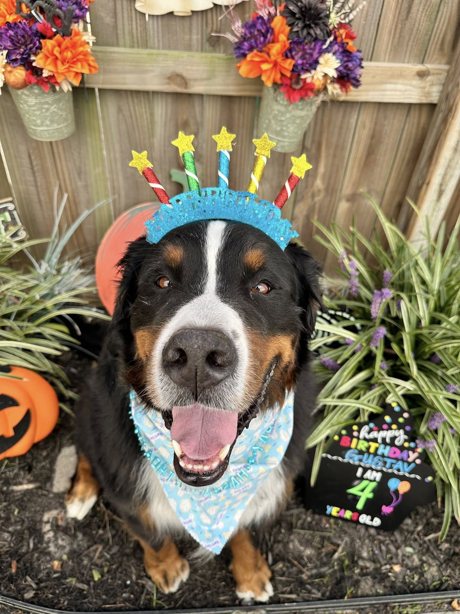 Fur'st Choice Doggie Daycare Virginia Beach