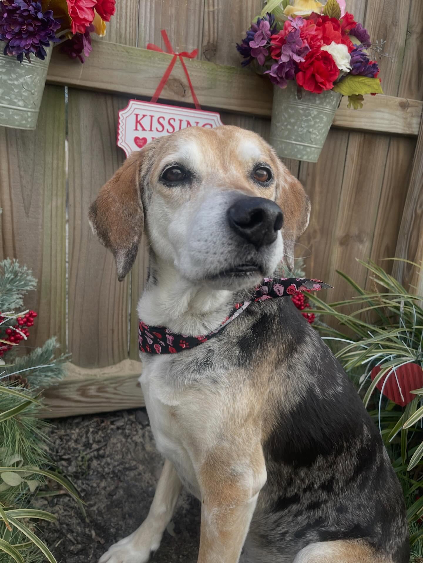 Fur'st Choice Doggie Daycare Virginia Beach