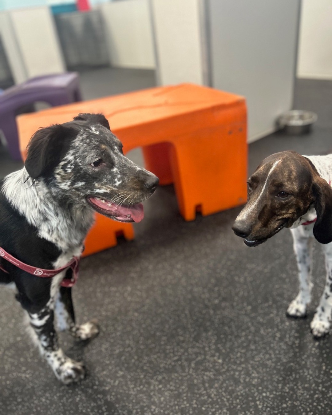 Dogtopia of Town Center - Virginia Beach Virginia Beach