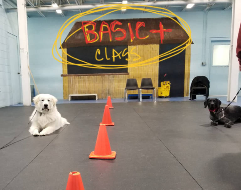 Canine Obedience Training at Hunt Club Virginia Beach
