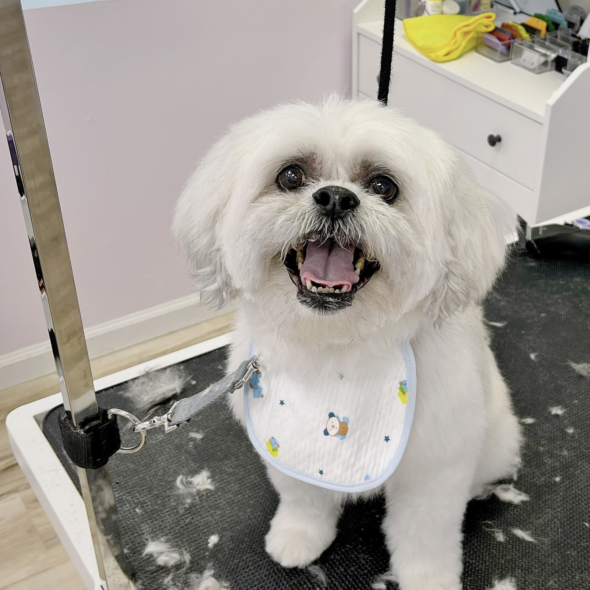 Doggie & Kitty Cat Grooming Salon Virginia Beach