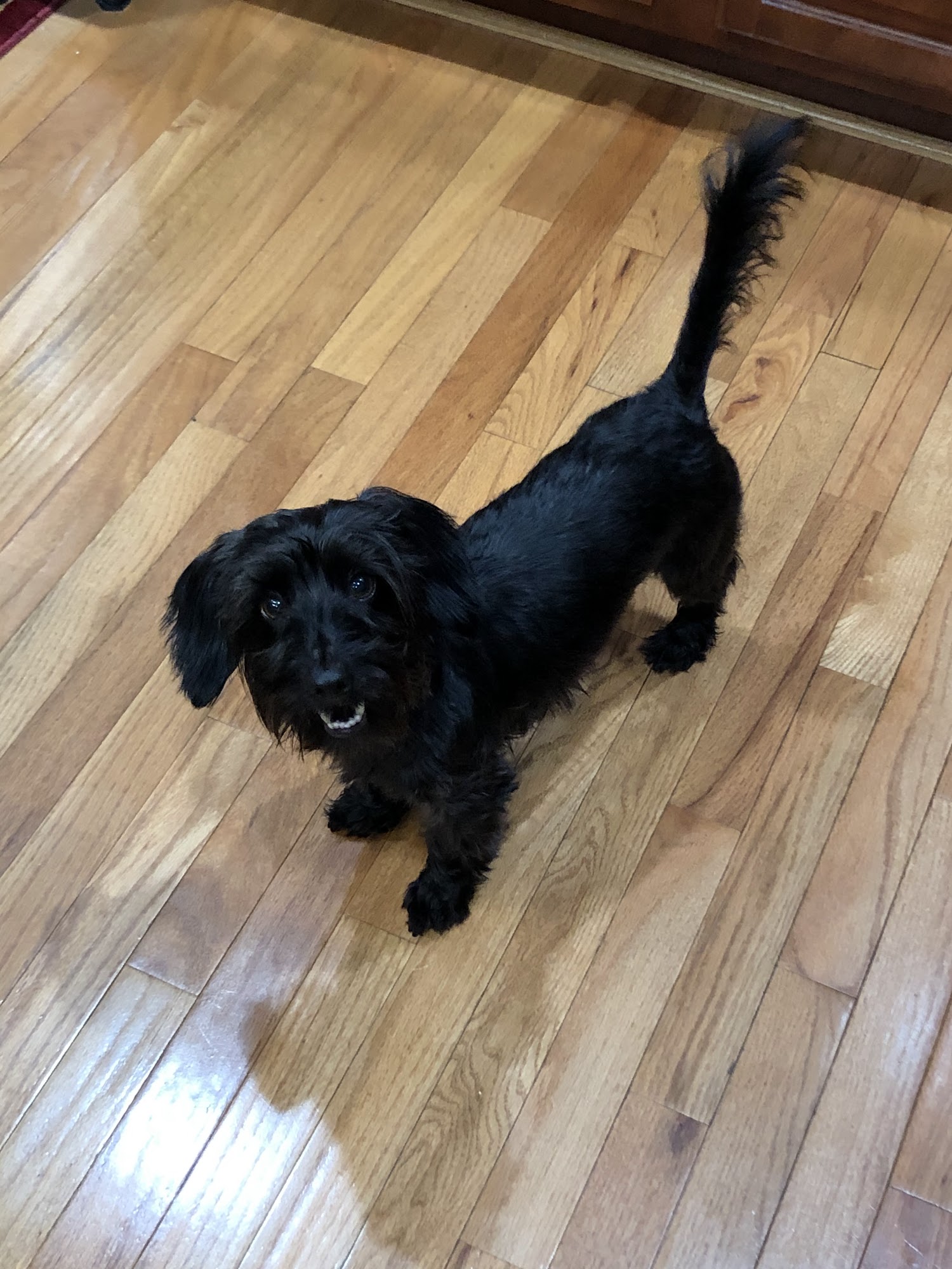 Doggie Stylin' Pet Salon Virginia Beach