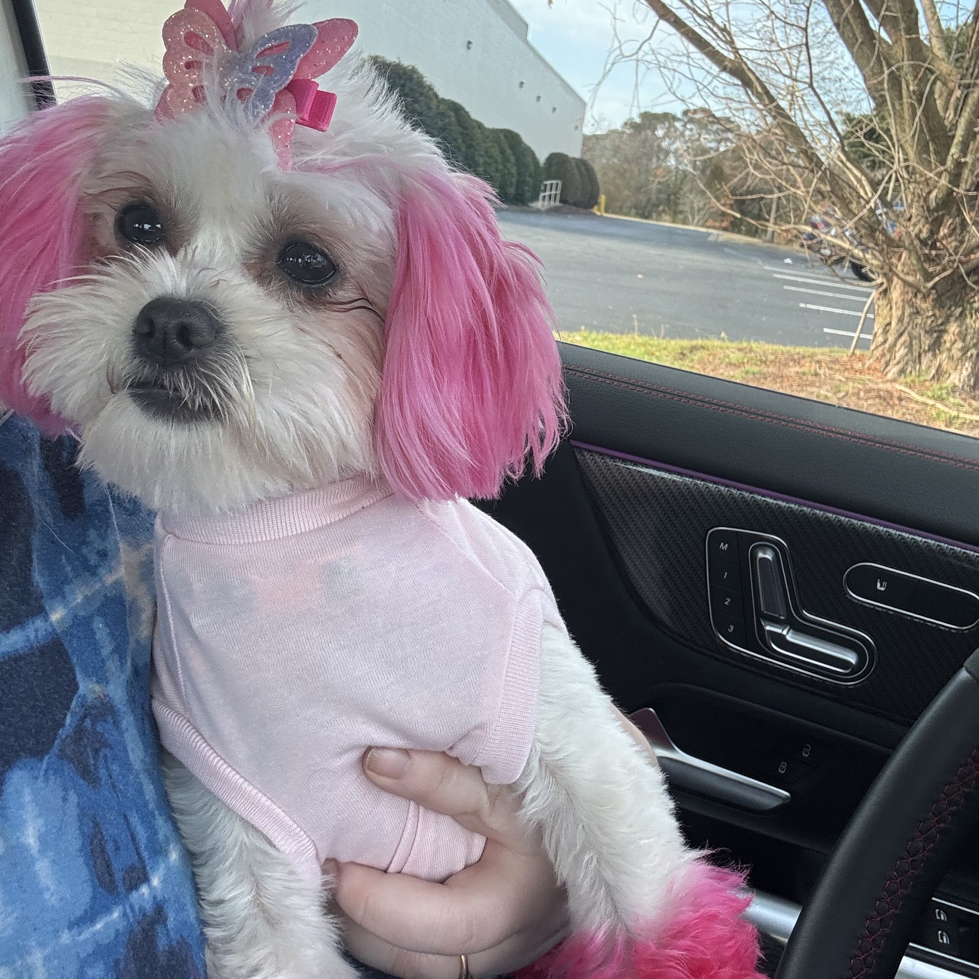 Doggie Stylin' Pet Salon Virginia Beach