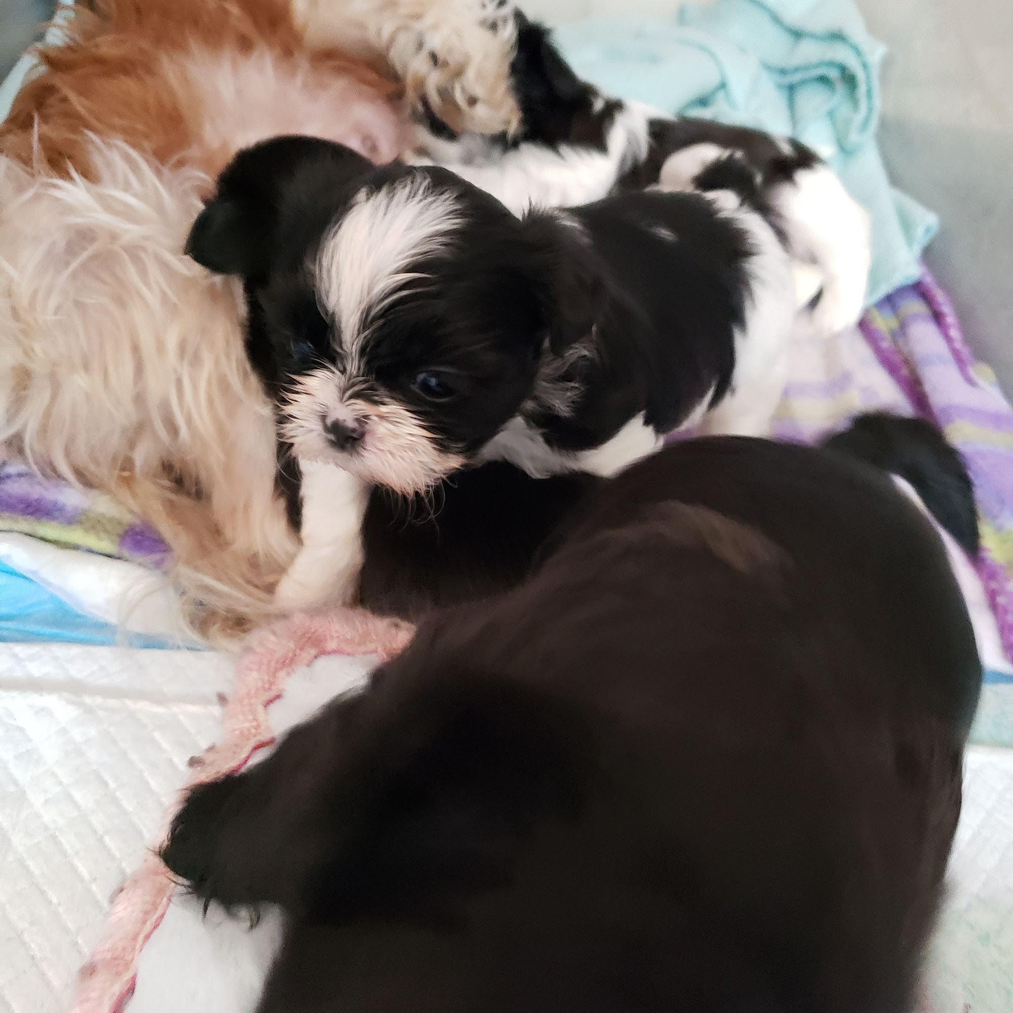 RainBowWow ShihTzus Virginia Beach