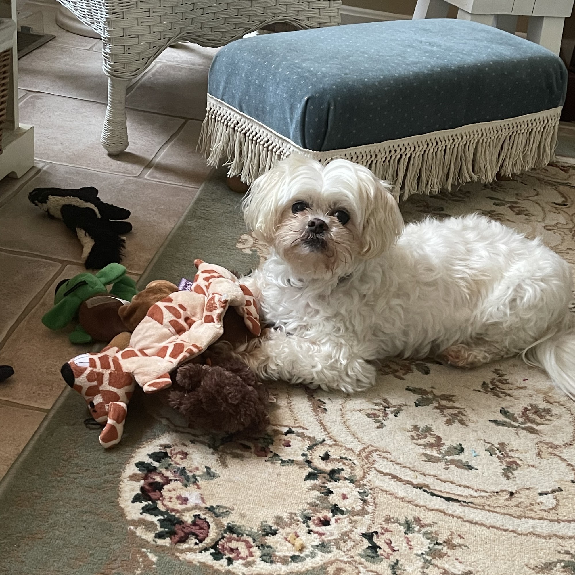 New Baltimore Animal Hospital Warrenton