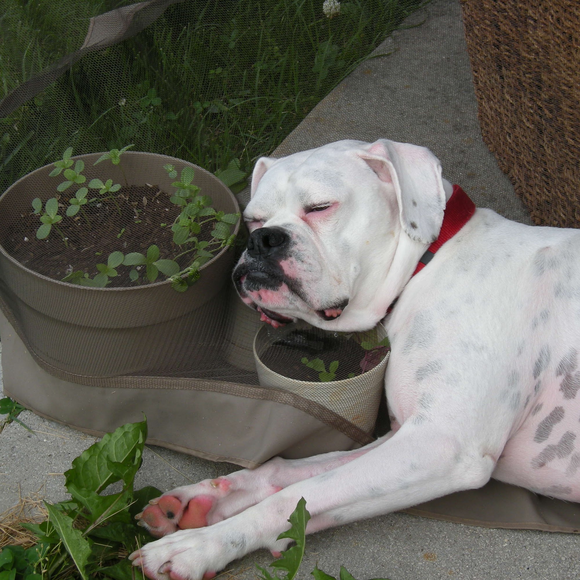 Animal Medical Center Of Warrenton Warrenton