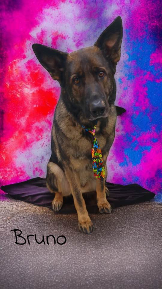 Gaila Grooming Warrenton